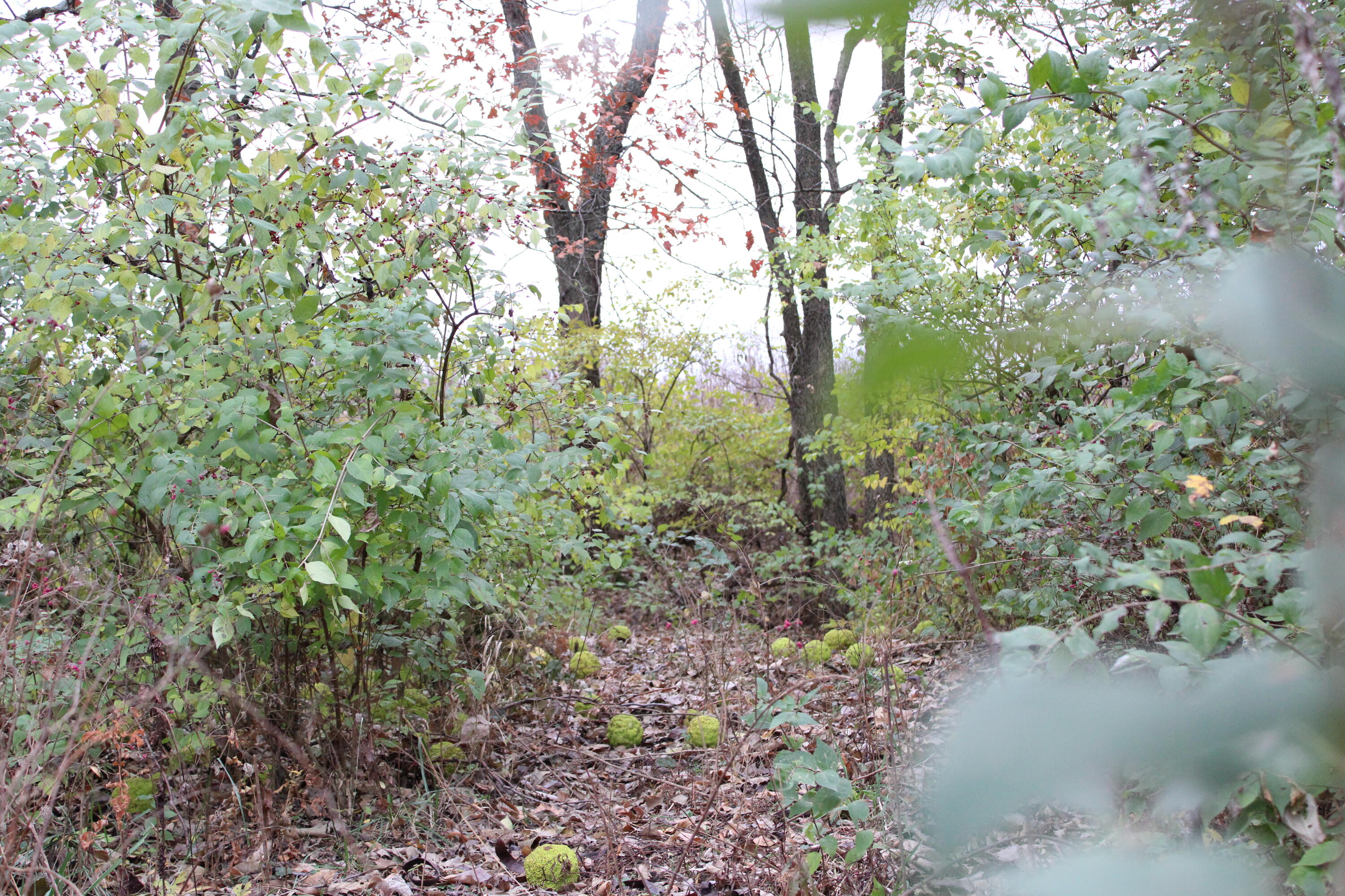 Photo 19 - Land for sale – 710 SE State Hwy Pp   Leeton, MO