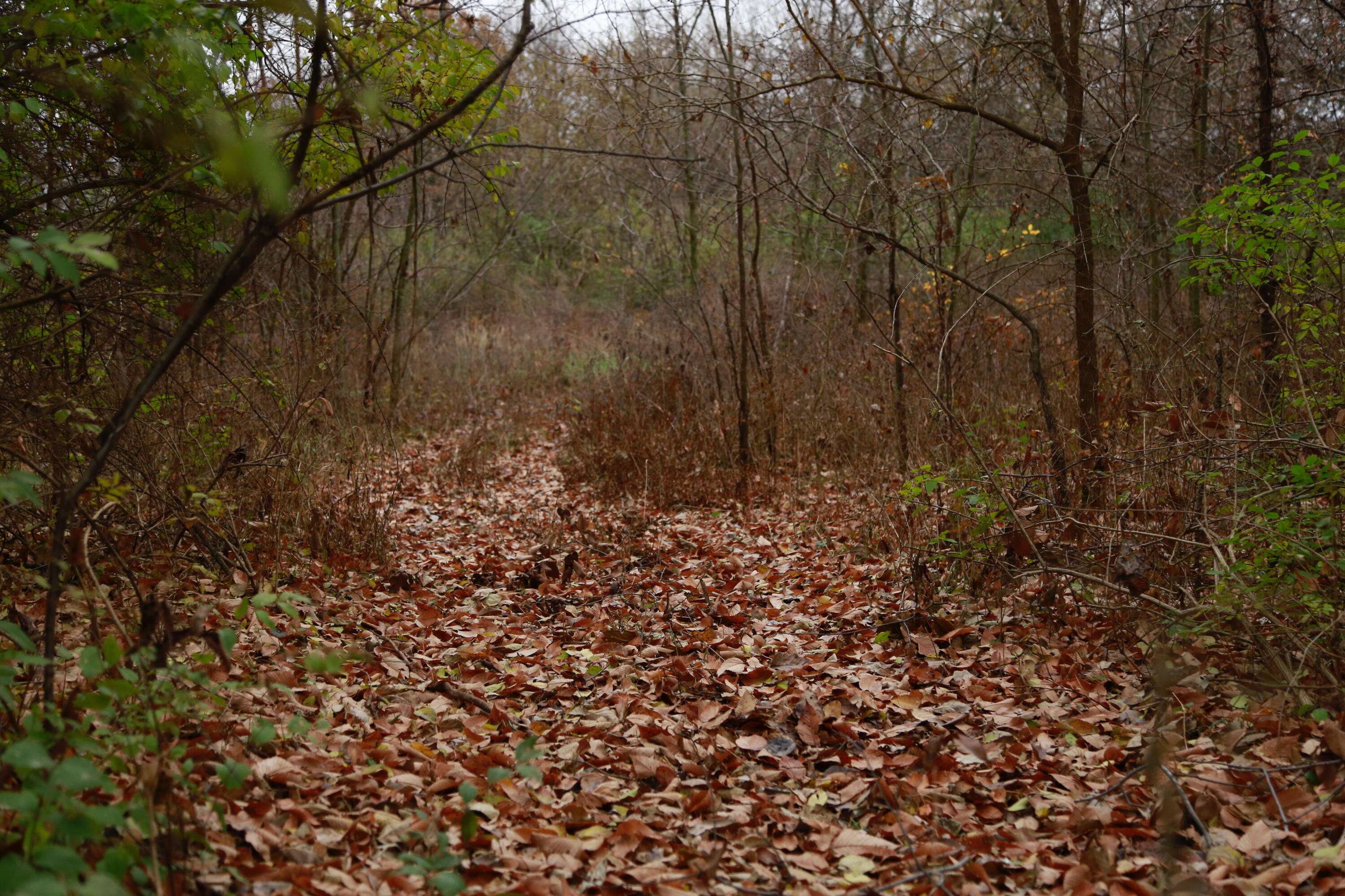 Photo 18 - Land for sale – 710 SE State Hwy Pp   Leeton, MO
