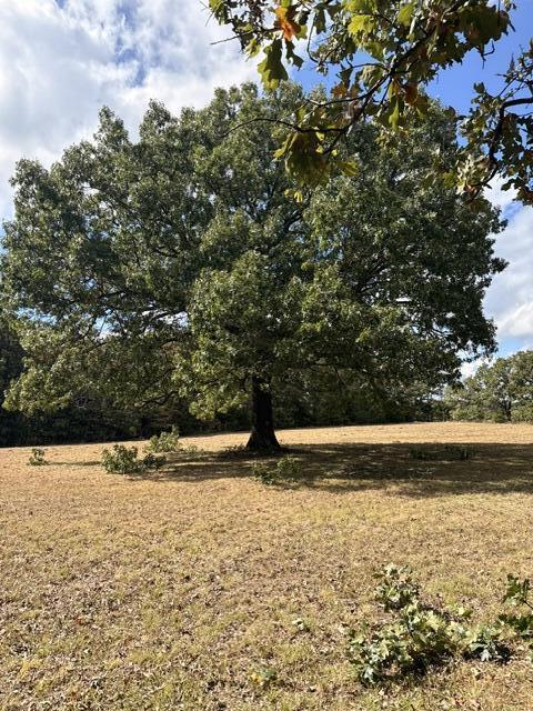Photo 6 - Land for sale – 000  State Highway Ff   Fordland, MO