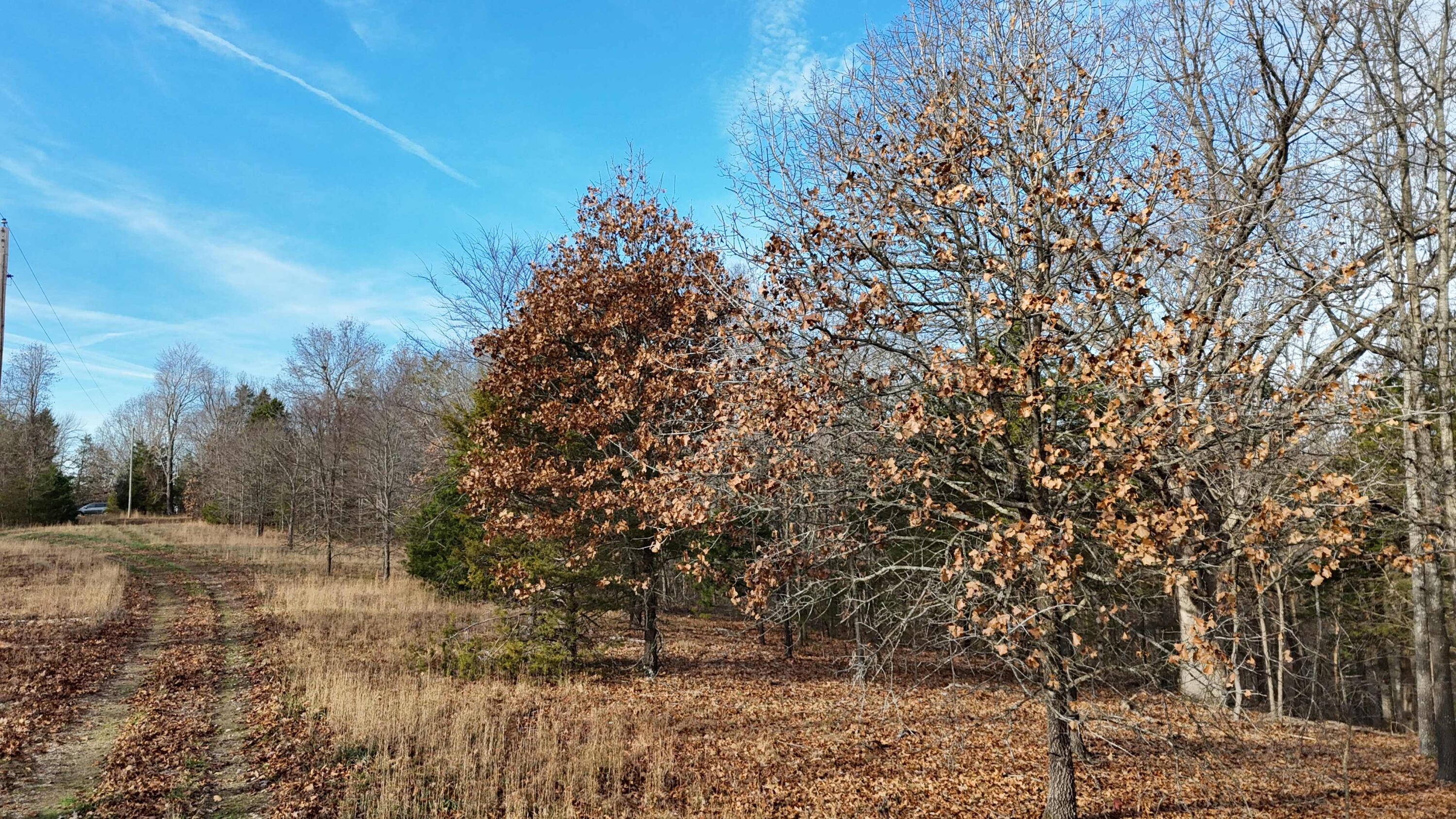 Photo 13 - Land for sale – 000  Farm Road 1150   Cassville, MO