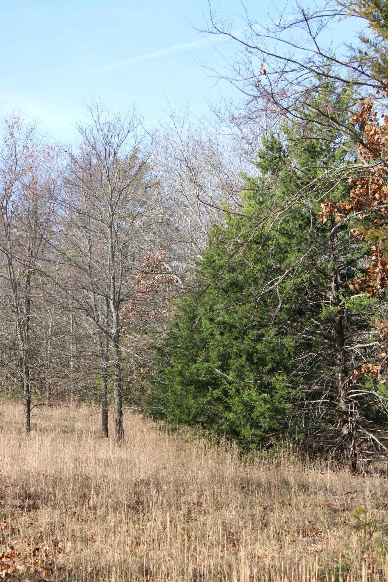 Photo 20 - Land for sale – 000  Farm Road 1150   Cassville, MO