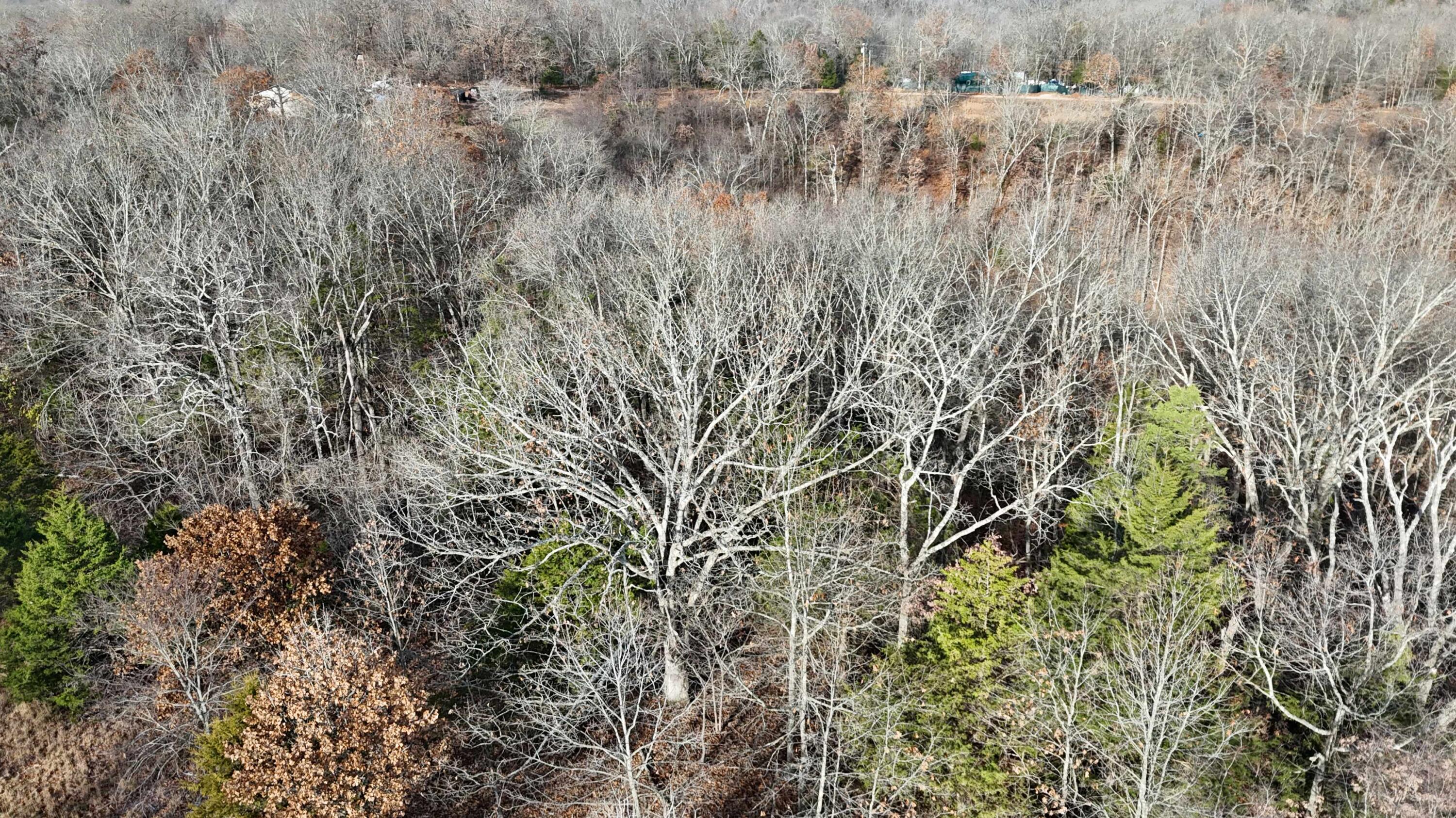 Photo 10 - Land for sale – 000  Farm Road 1150   Cassville, MO