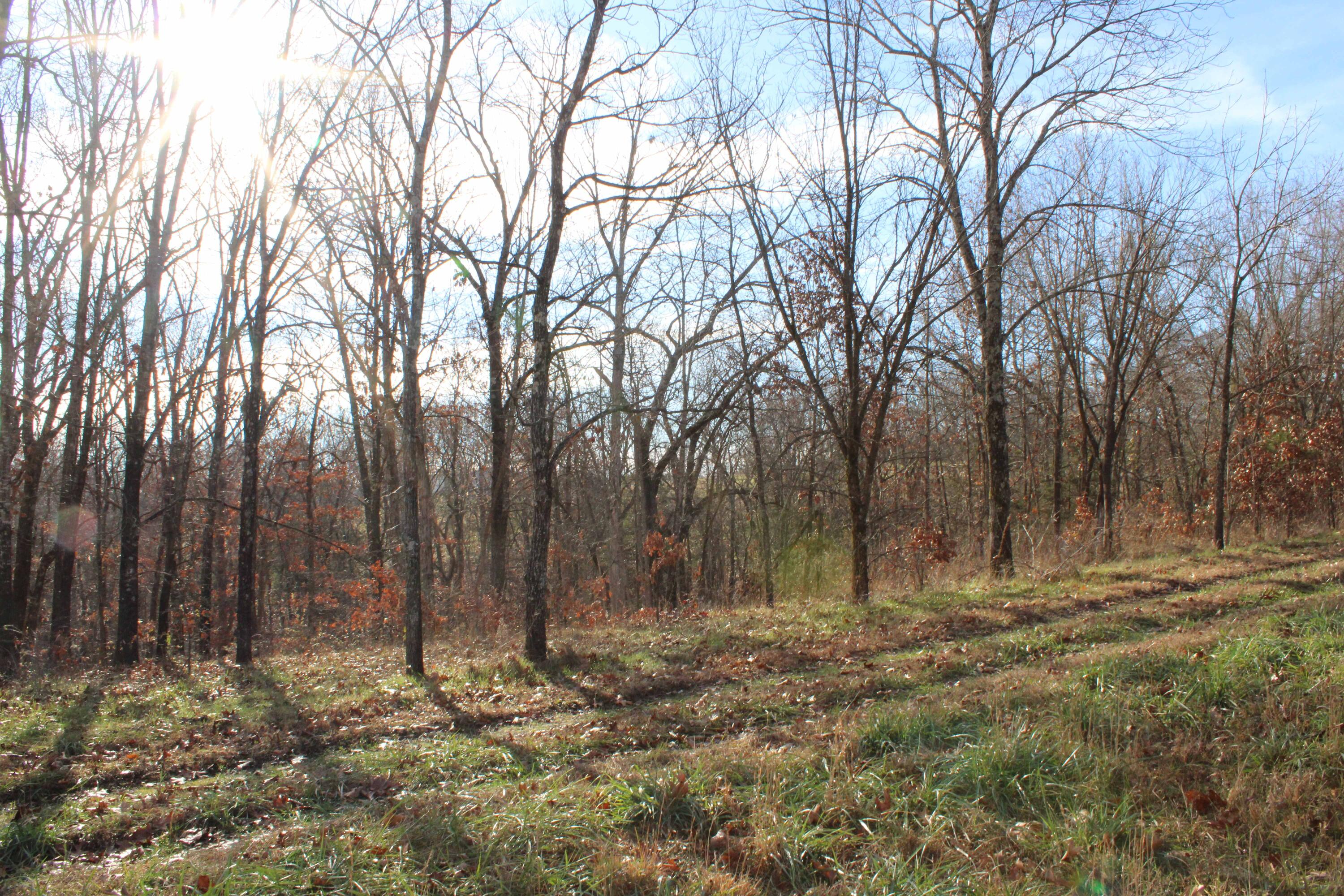 Photo 23 - Land for sale – 000  Farm Road 1150   Cassville, MO