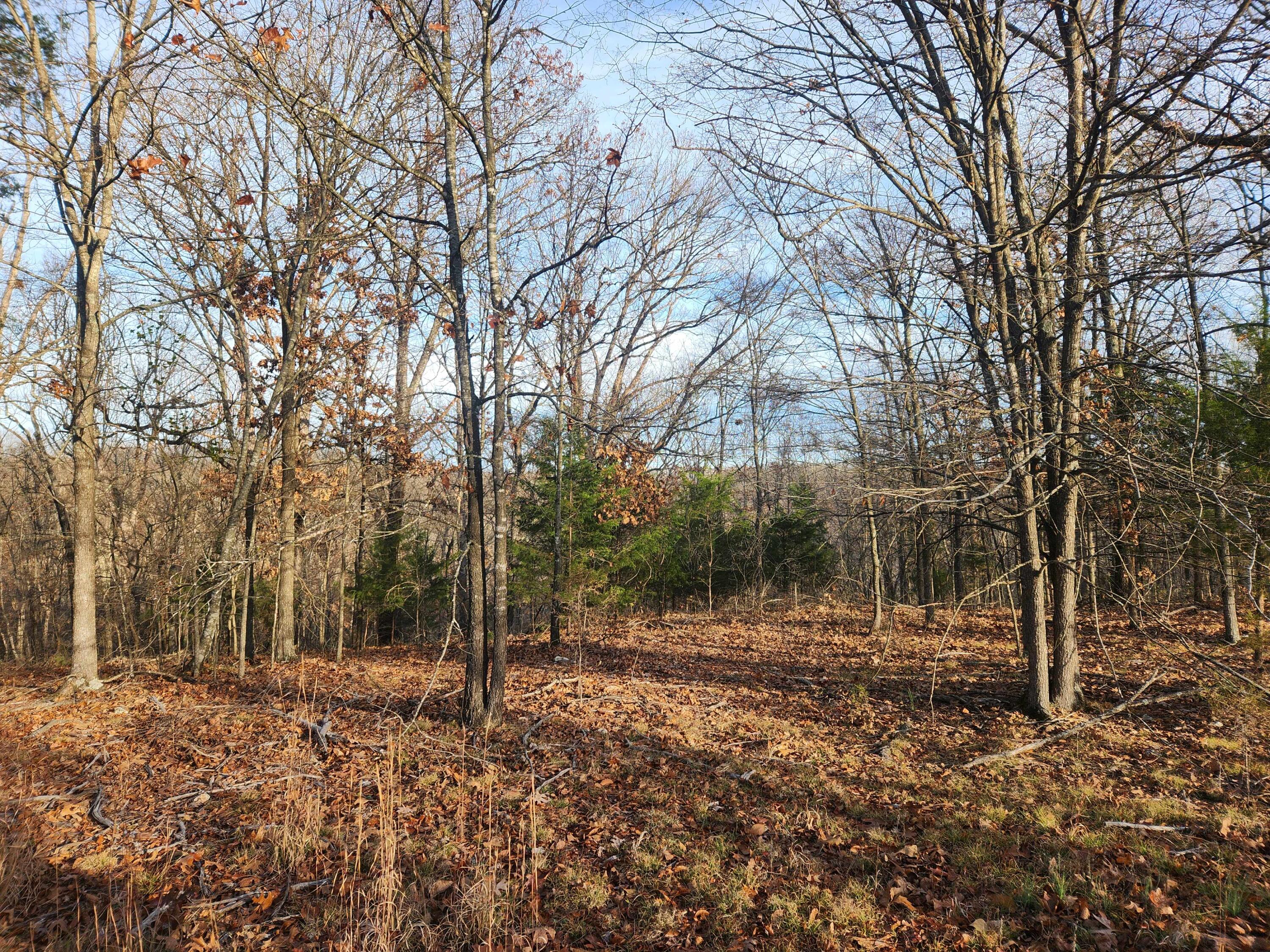 Photo 16 - Land for sale – 000  Farm Road 1150   Cassville, MO