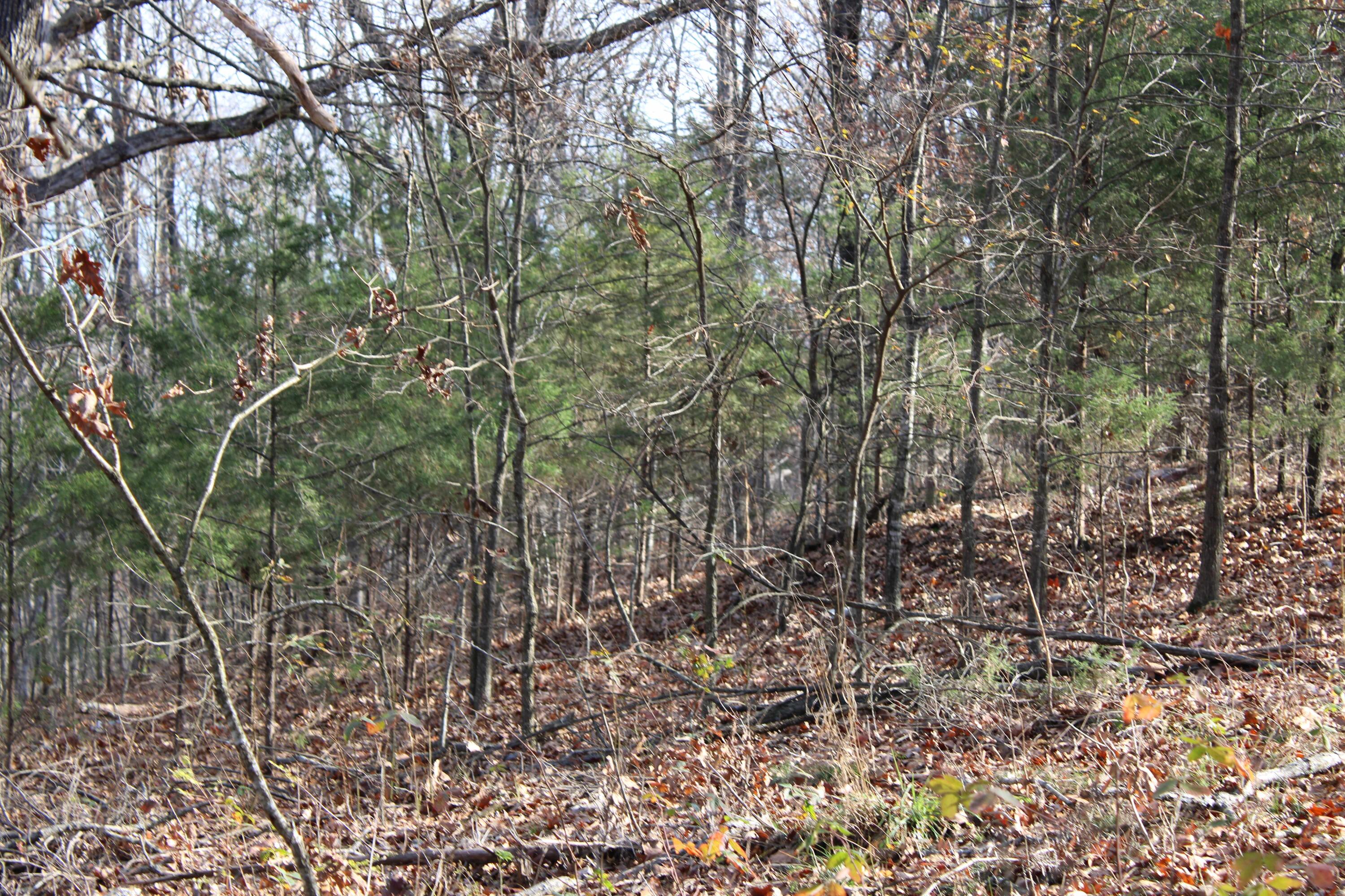 Photo 18 - Land for sale – 000  Farm Road 1150   Cassville, MO
