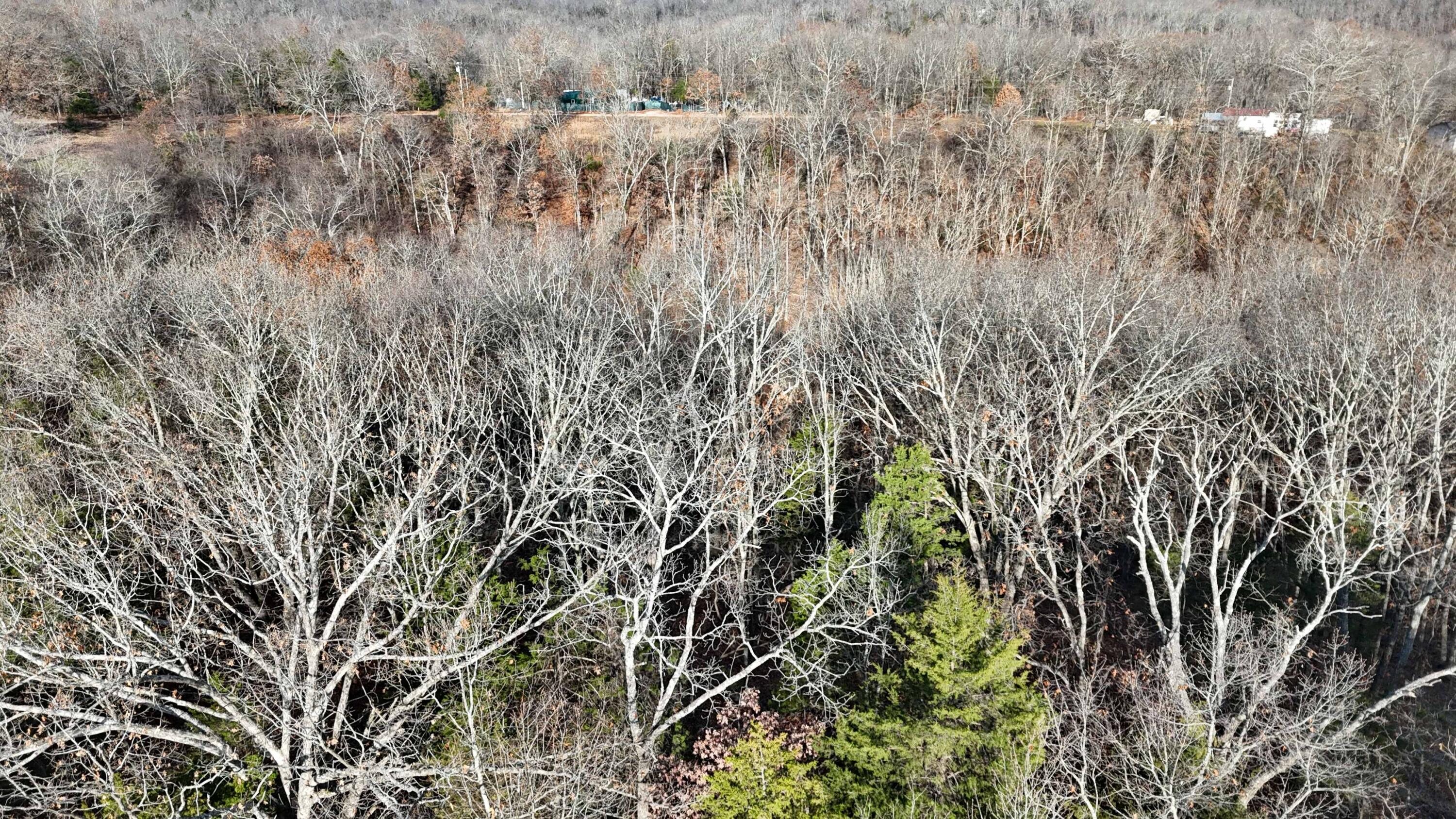 Photo 5 - Land for sale – 000  Farm Road 1150   Cassville, MO