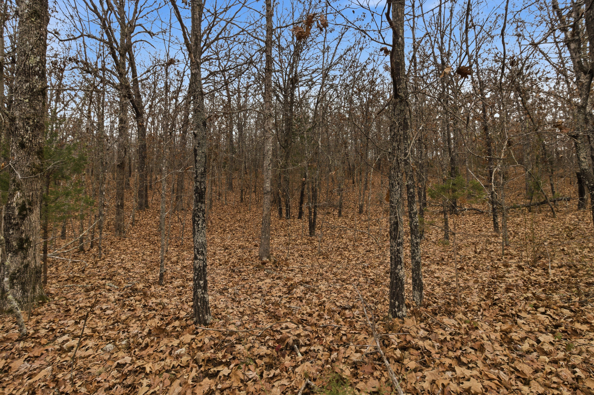 Photo 24 - Land for sale – Tbd  Old Highway 60   Mountain View, MO