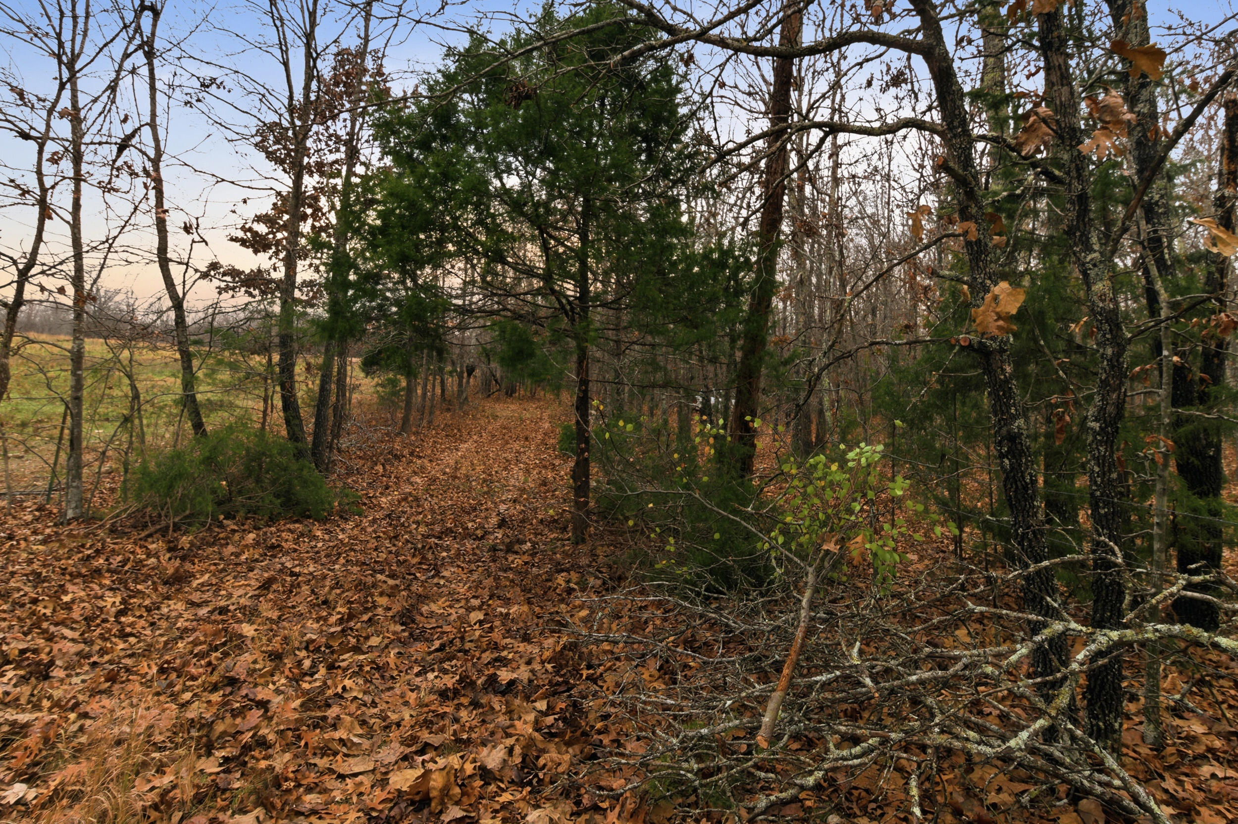 Photo 2 - Land for sale – Tbd  Old Highway 60   Mountain View, MO