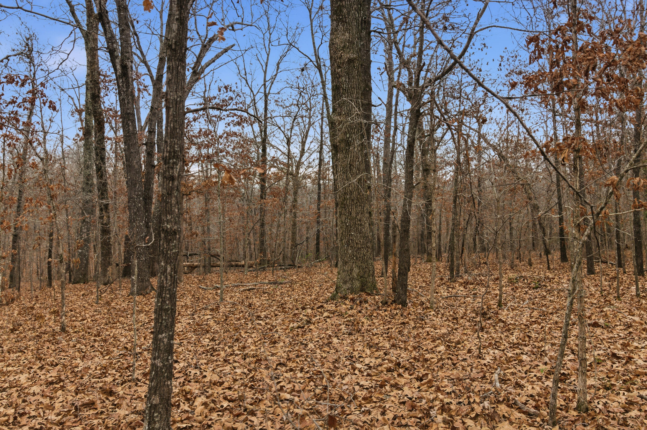 Photo 30 - Land for sale – Tbd  Old Highway 60   Mountain View, MO