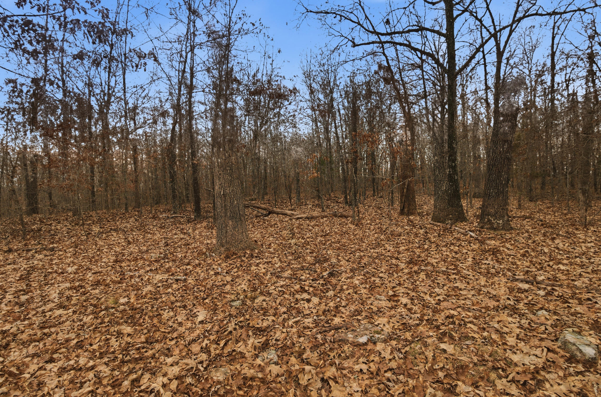 Photo 27 - Land for sale – Tbd  Old Highway 60   Mountain View, MO