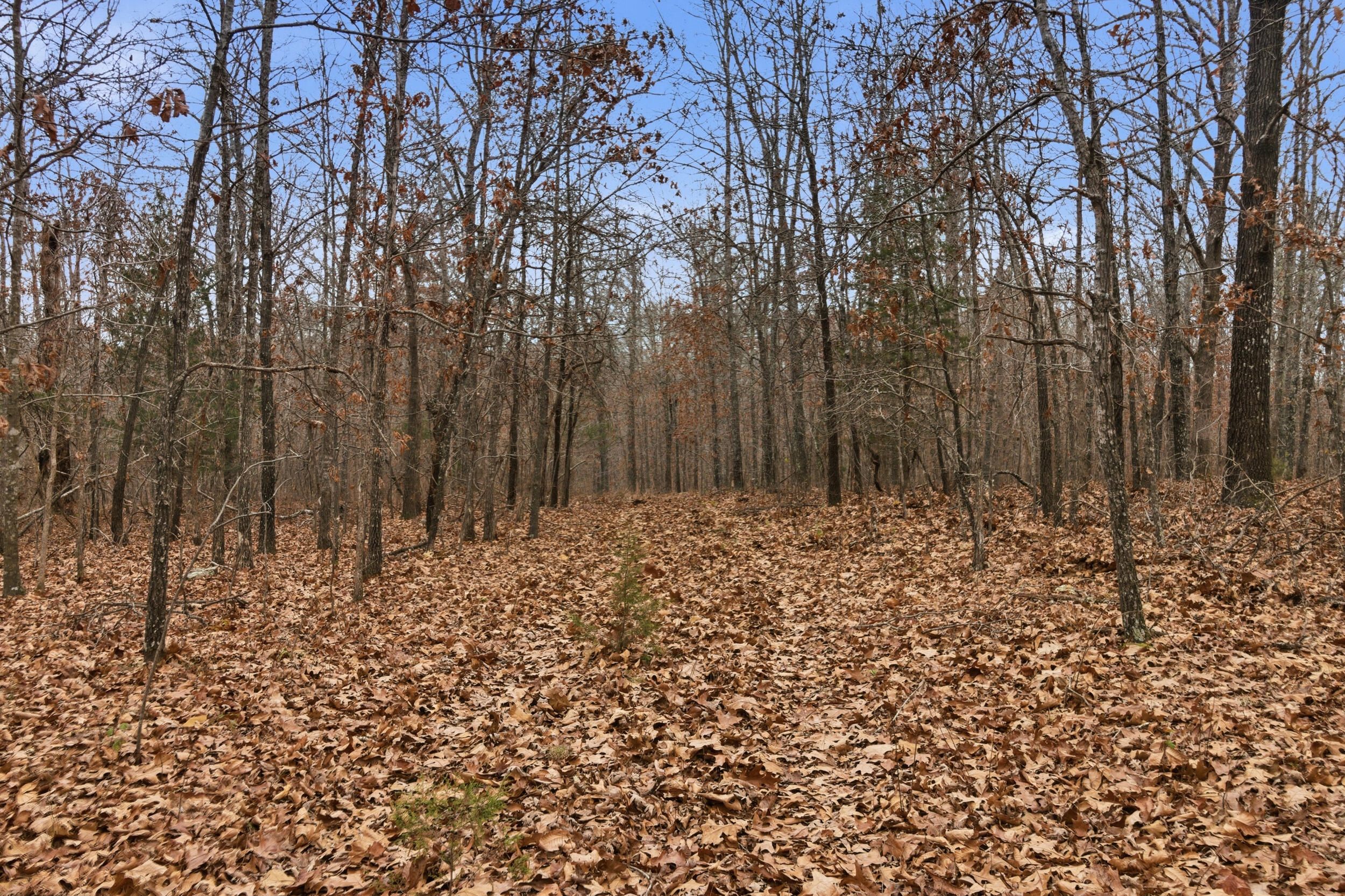 Photo 29 - Land for sale – Tbd  Old Highway 60   Mountain View, MO