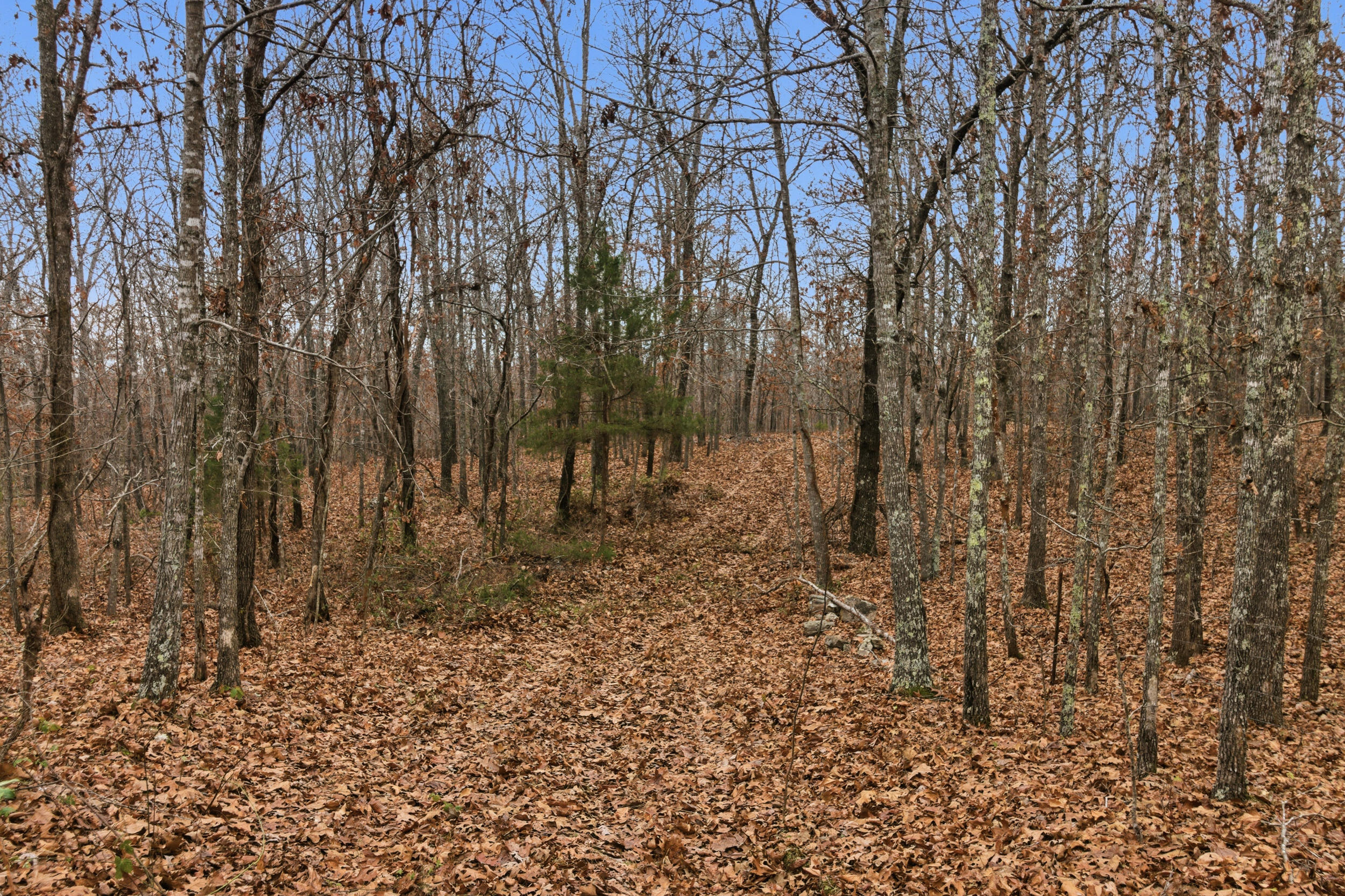Photo 26 - Land for sale – Tbd  Old Highway 60   Mountain View, MO