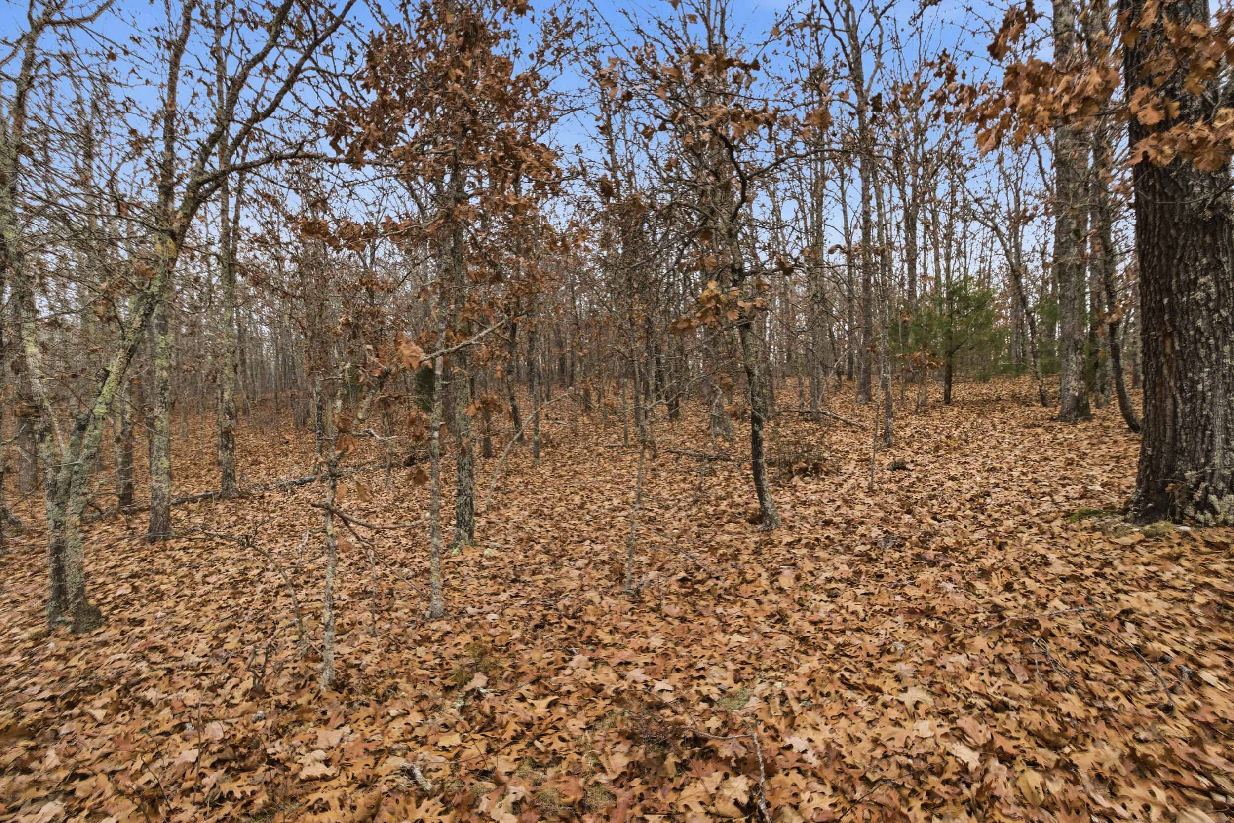Photo 23 - Land for sale – Tbd  Old Highway 60   Mountain View, MO