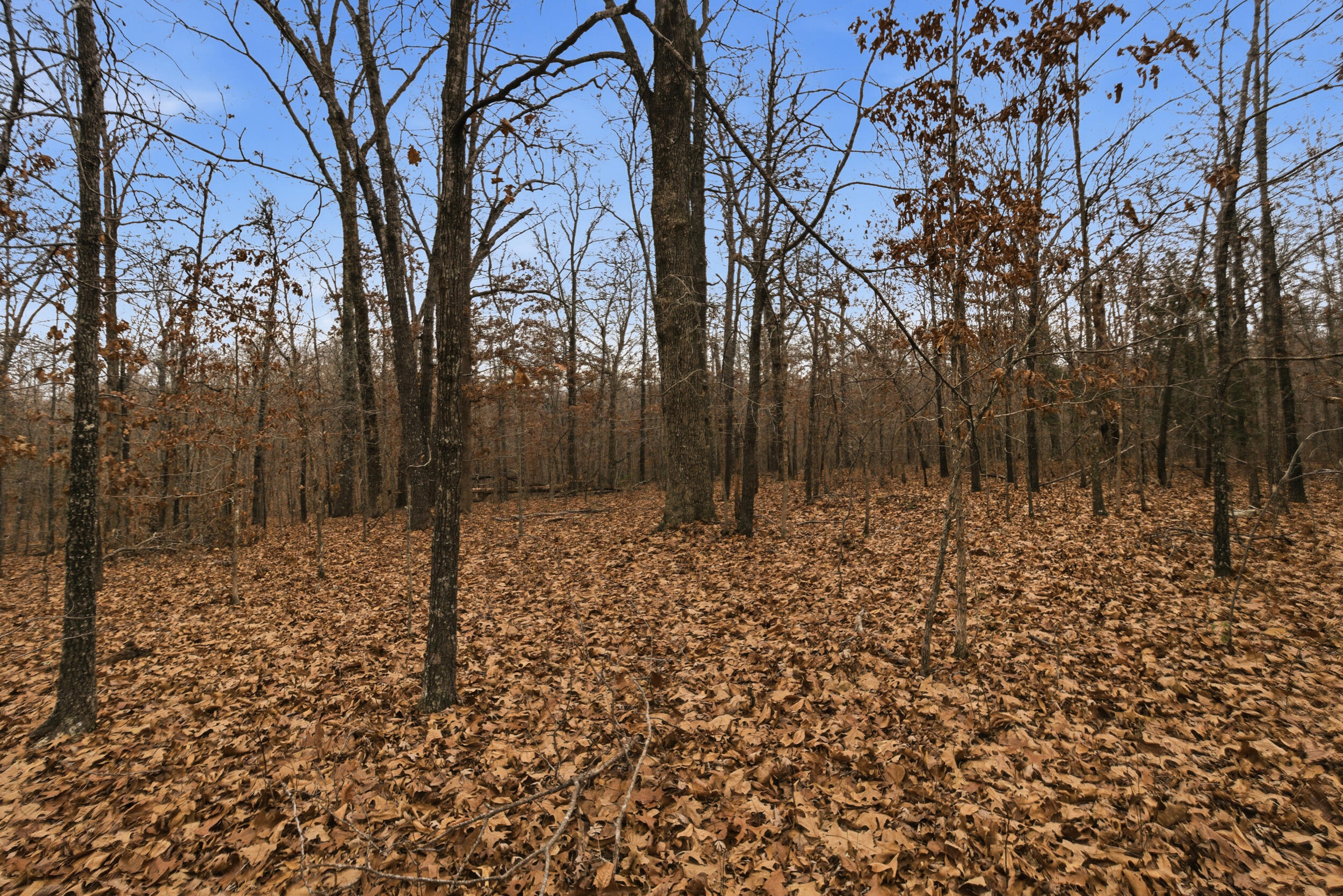 Photo 31 - Land for sale – Tbd  Old Highway 60   Mountain View, MO