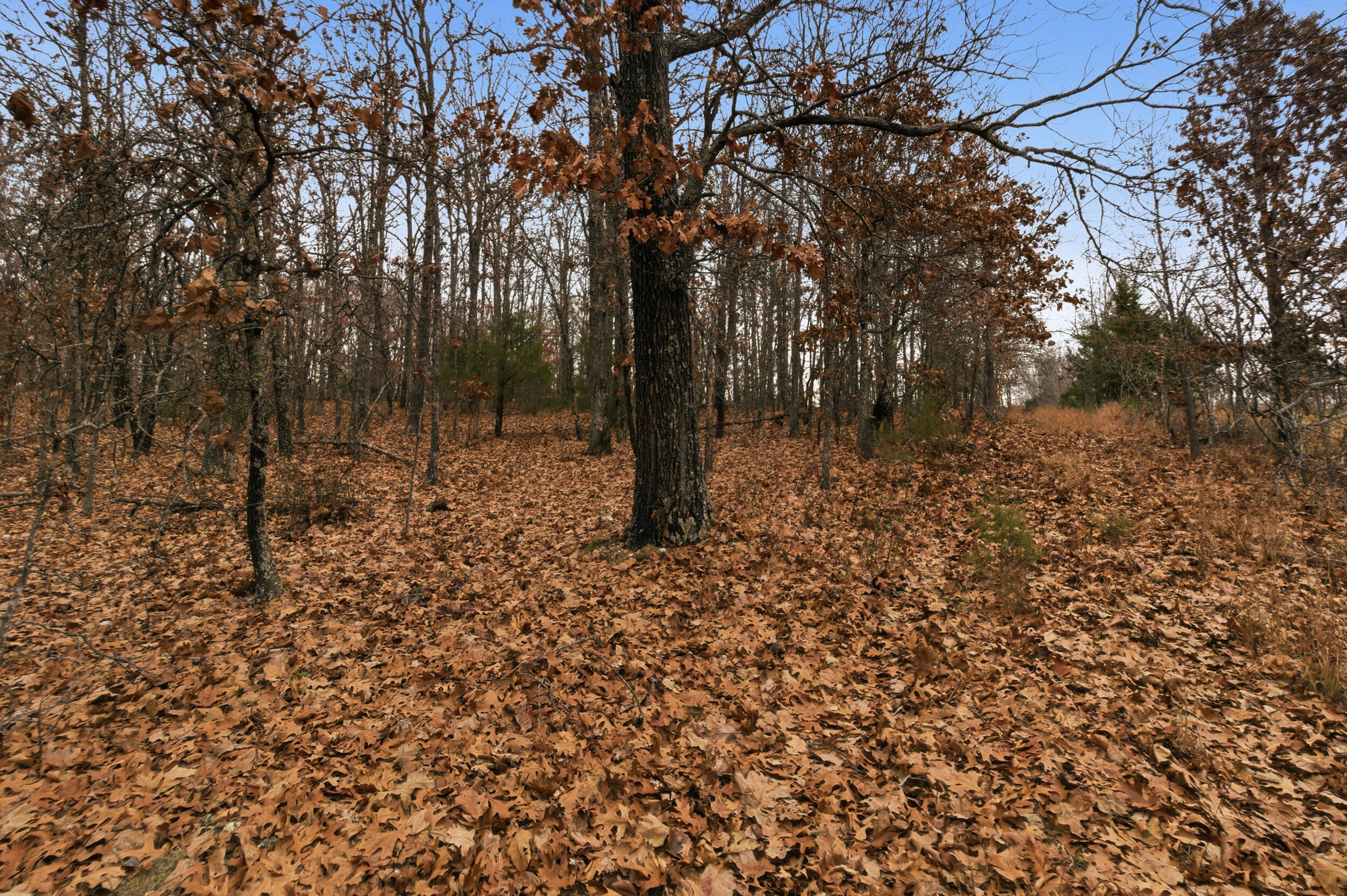 Land for sale – Tbd  Old Highway 60   Mountain View, MO