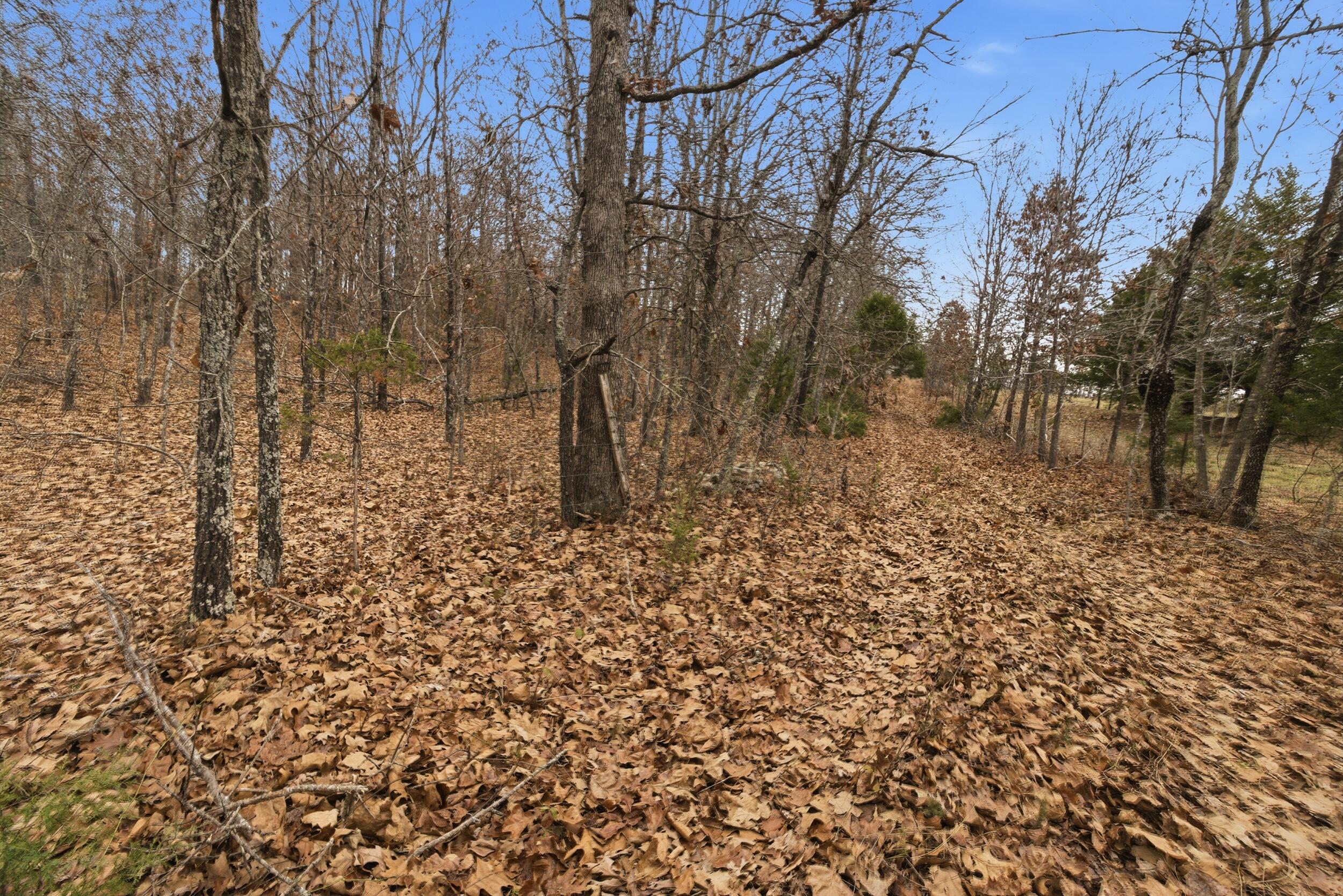 Photo 3 - Land for sale – Tbd  Old Highway 60   Mountain View, MO