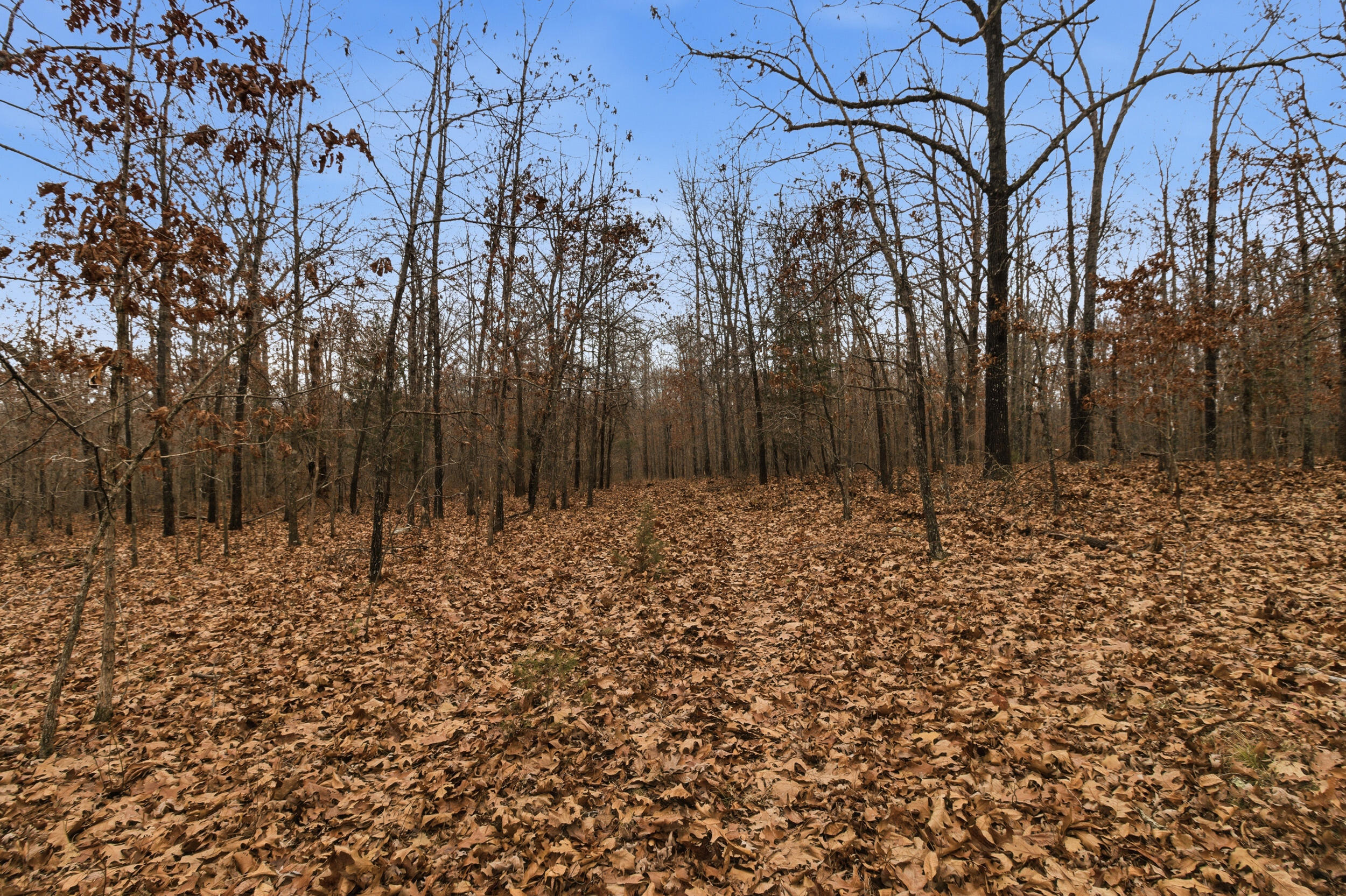 Photo 28 - Land for sale – Tbd  Old Highway 60   Mountain View, MO