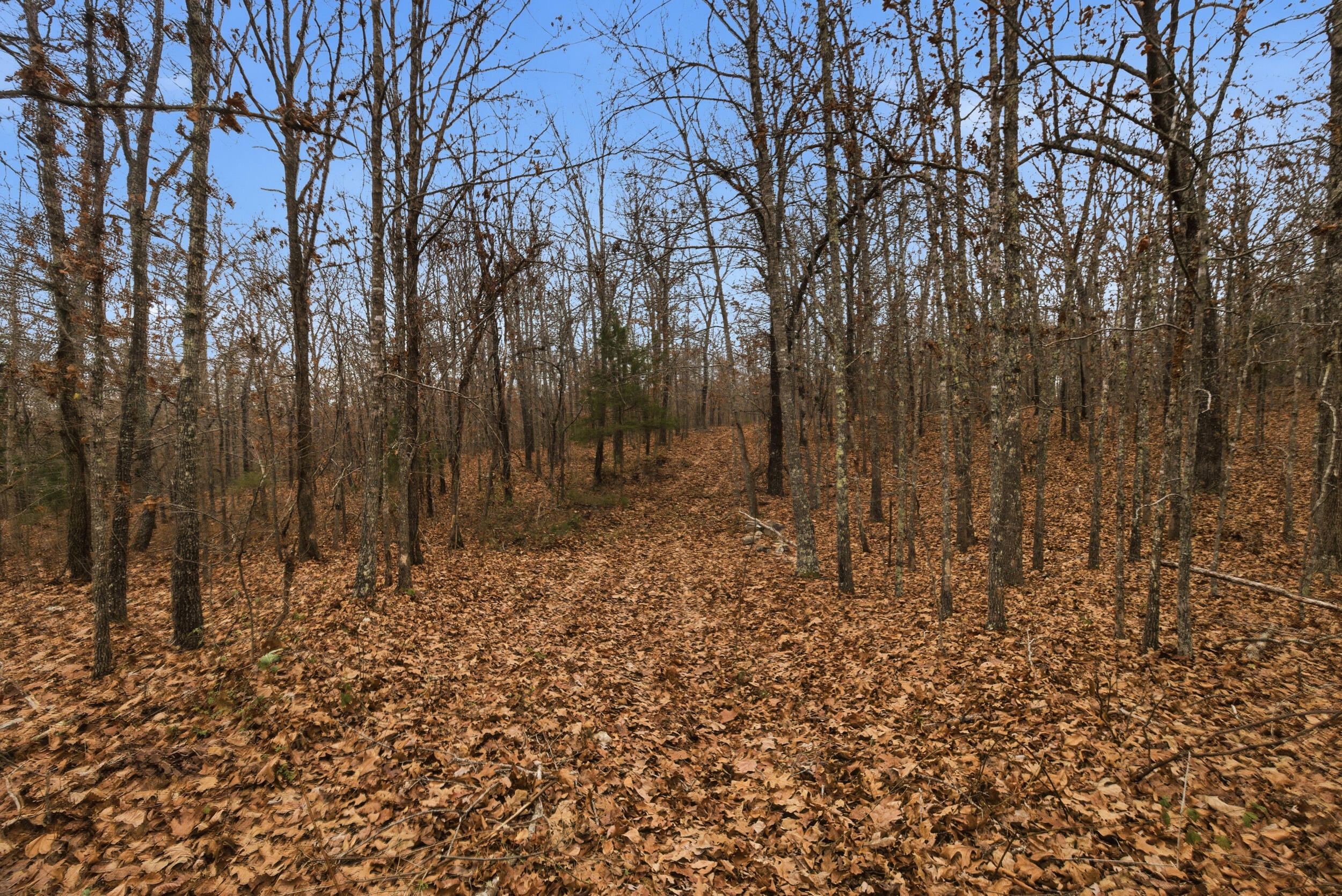 Photo 25 - Land for sale – Tbd  Old Highway 60   Mountain View, MO
