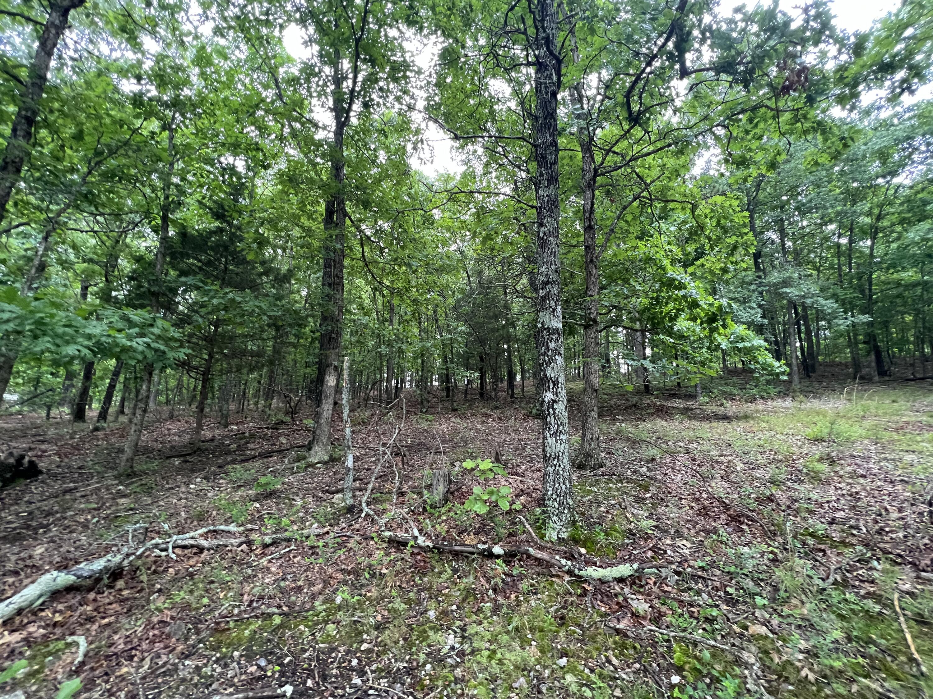 Photo 12 - Land for sale – 15768  Sargent Road   Willow Springs, MO