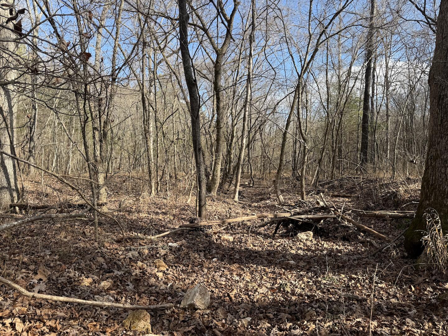 Photo 5 - Land for sale – 000  Ottofy Way   Eminence, MO