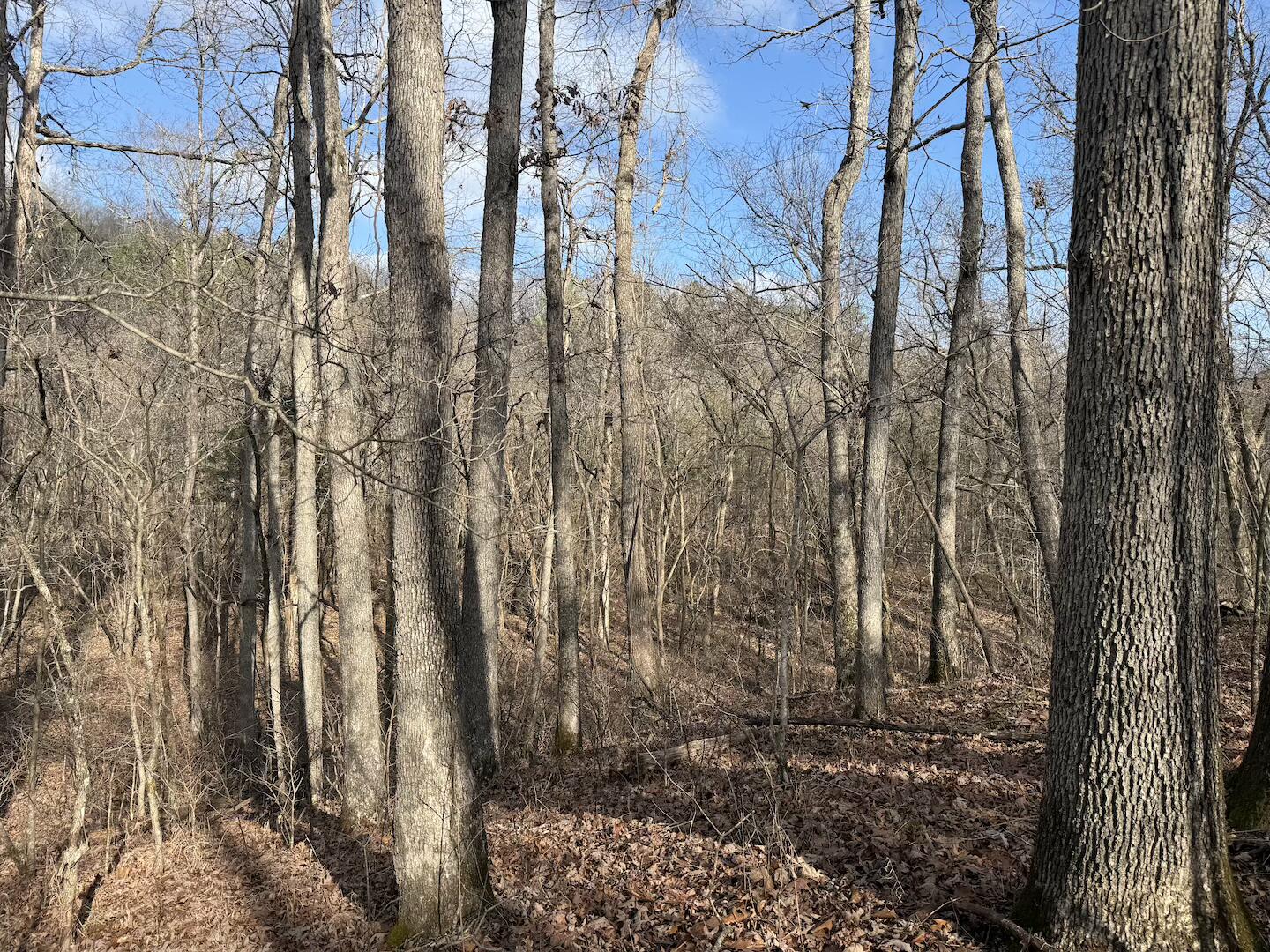 Photo 3 - Land for sale – 000  Ottofy Way   Eminence, MO