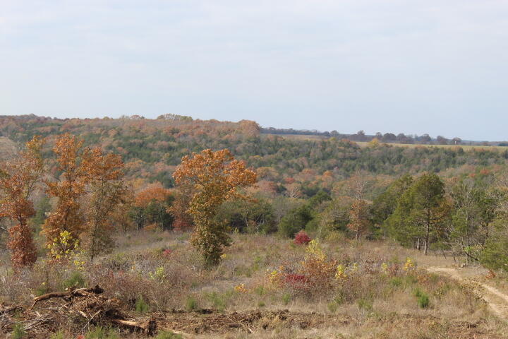 Photo 8 - Land for sale – Tbd  County Road 831   Gainesville, MO