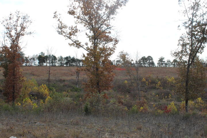 Photo 7 - Land for sale – Tbd  County Road 831   Gainesville, MO