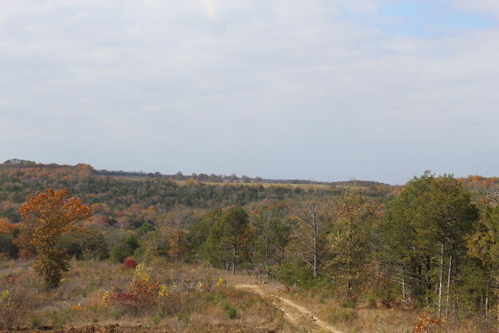 Photo 14 - Land for sale – Tbd  County Road 831   Gainesville, MO