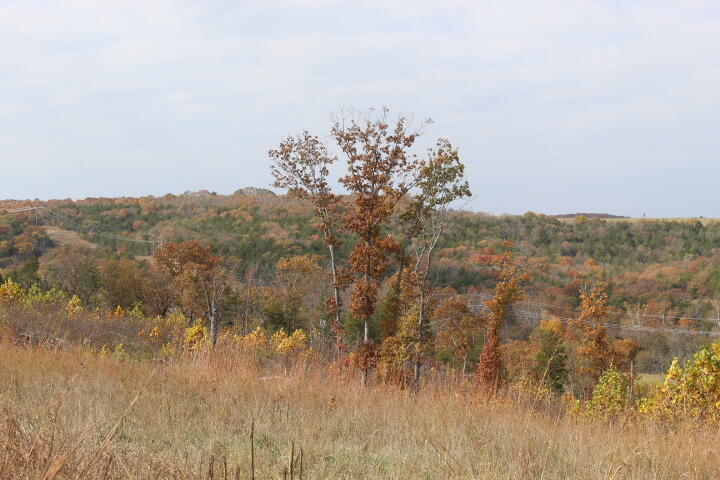 Photo 18 - Land for sale – Tbd  County Road 831   Gainesville, MO