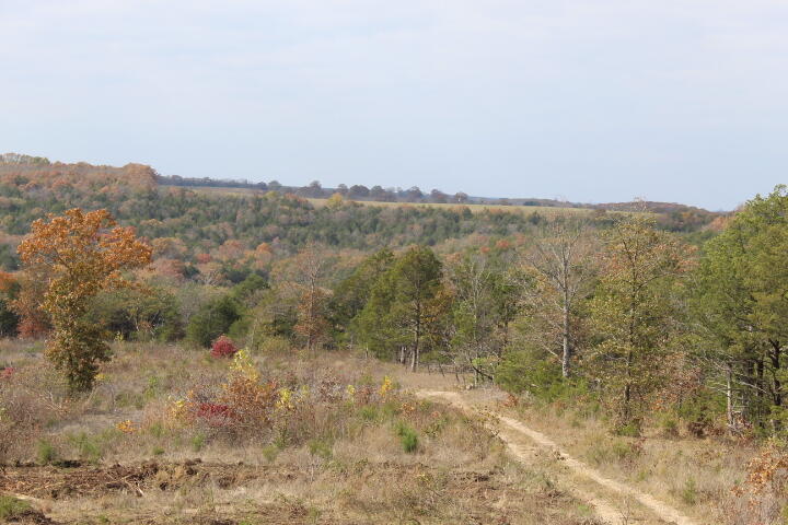 Photo 9 - Land for sale – Tbd  County Road 831   Gainesville, MO