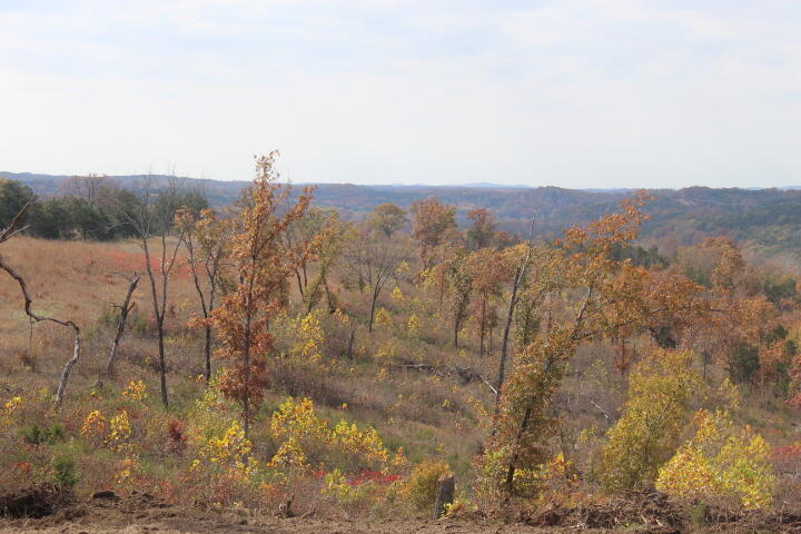Photo 10 - Land for sale – Tbd  County Road 831   Gainesville, MO