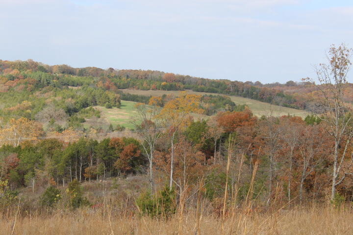 Photo 16 - Land for sale – Tbd  County Road 831   Gainesville, MO