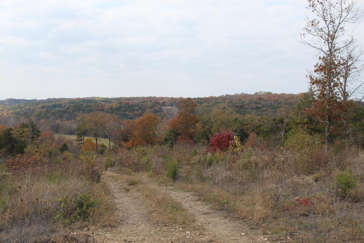 Photo 6 - Land for sale – Tbd  County Road 831   Gainesville, MO