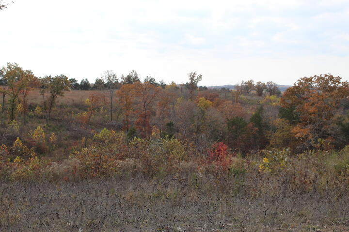 Photo 4 - Land for sale – Tbd  County Road 831   Gainesville, MO