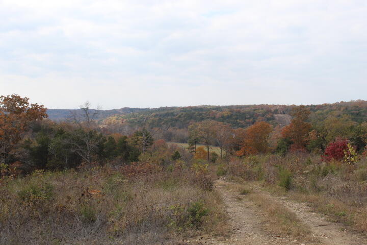 Photo 5 - Land for sale – Tbd  County Road 831   Gainesville, MO