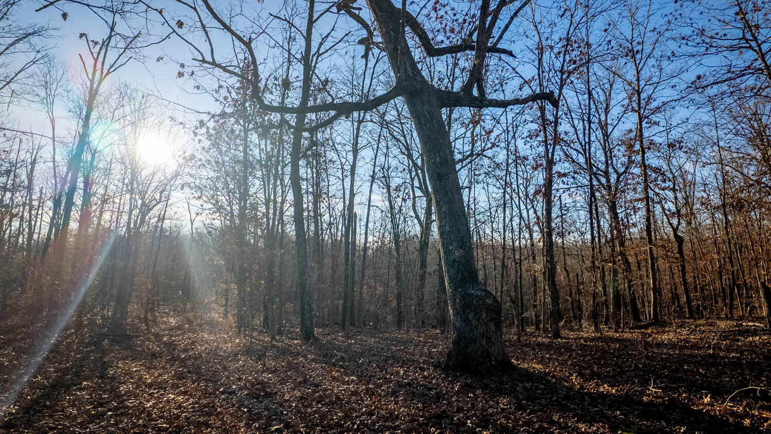 Photo 3 - Land for sale – 000  State Highway 137   Willow Springs, MO