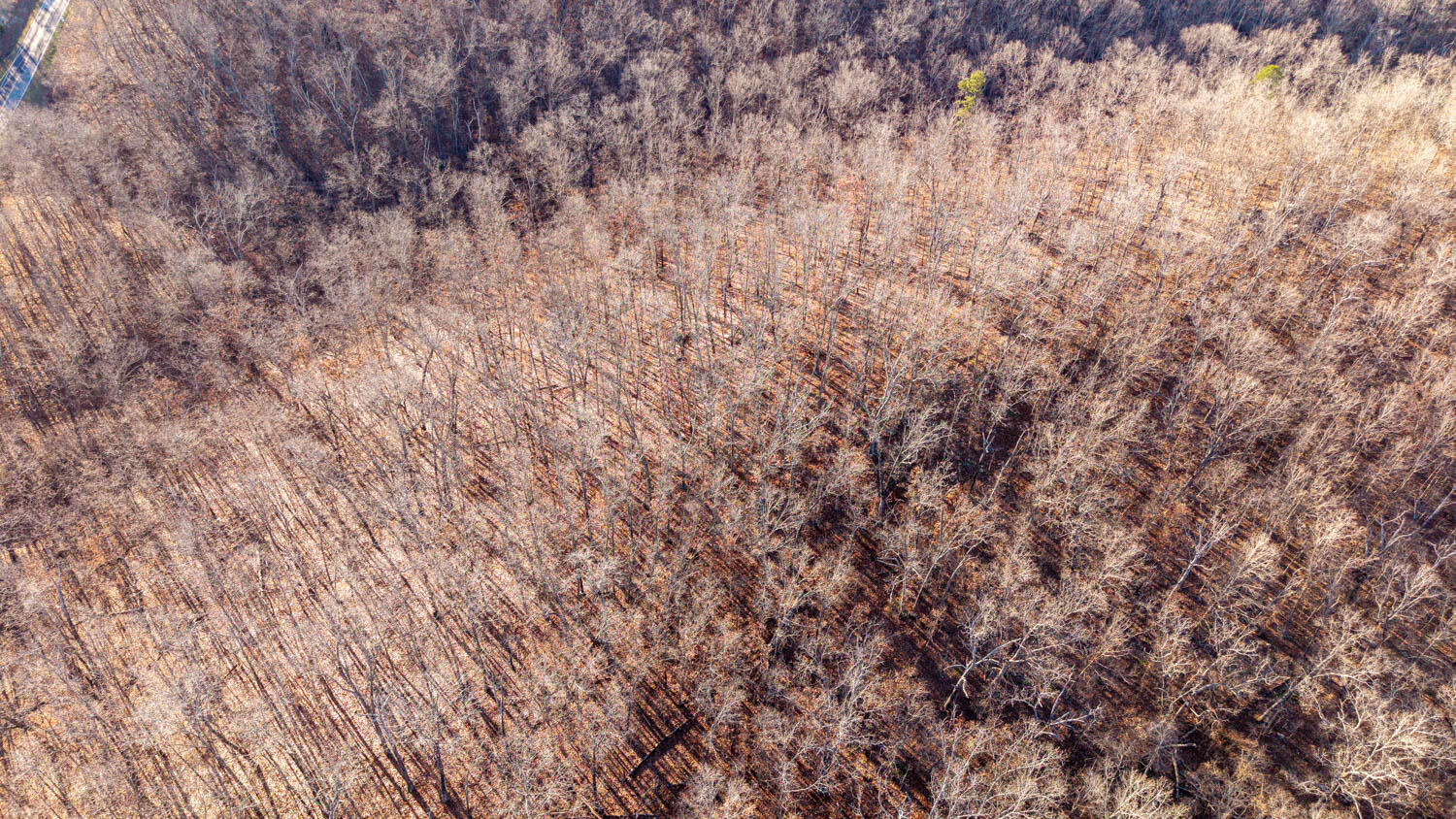 Photo 11 - Land for sale – 000  State Highway 137   Willow Springs, MO