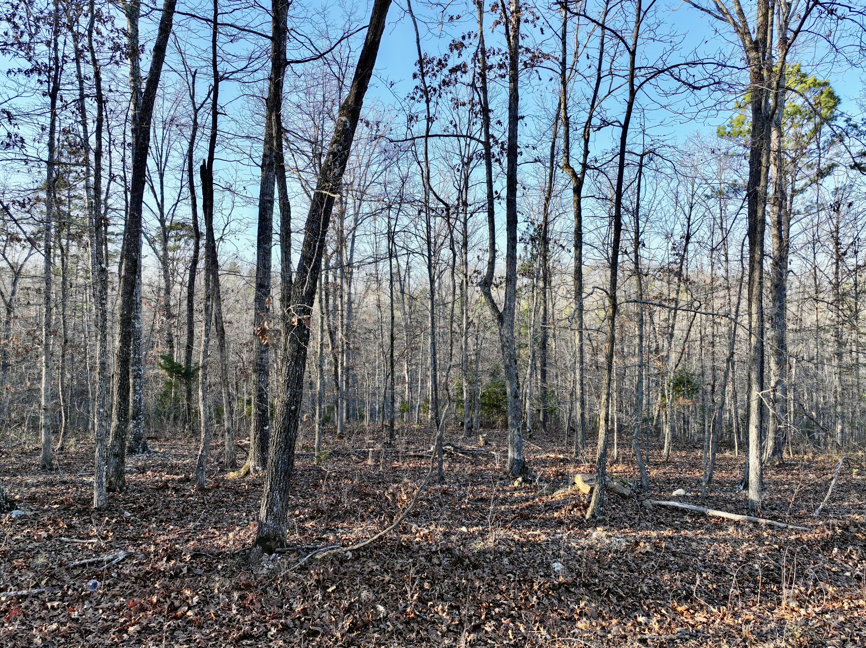 Photo 2 - Land for sale – 000  Bass Rock Drive Lot 2   Van Buren, MO