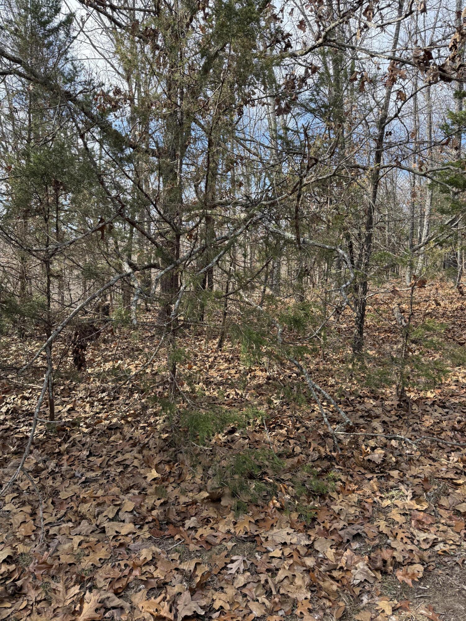 Photo 26 - Land for sale – 000  Varvel Rd   Willow Springs, MO