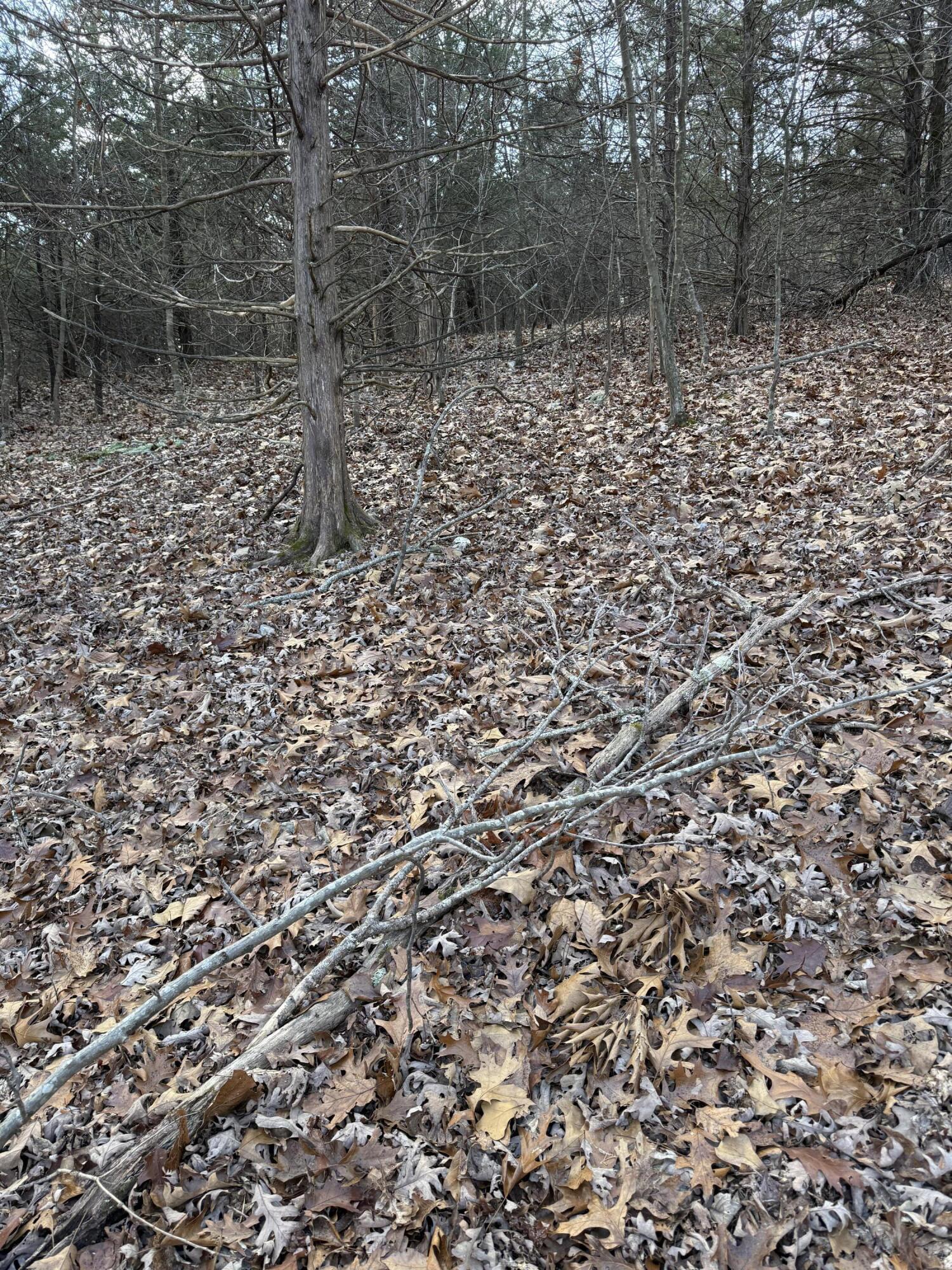 Photo 53 - Land for sale – 000  Varvel Rd   Willow Springs, MO