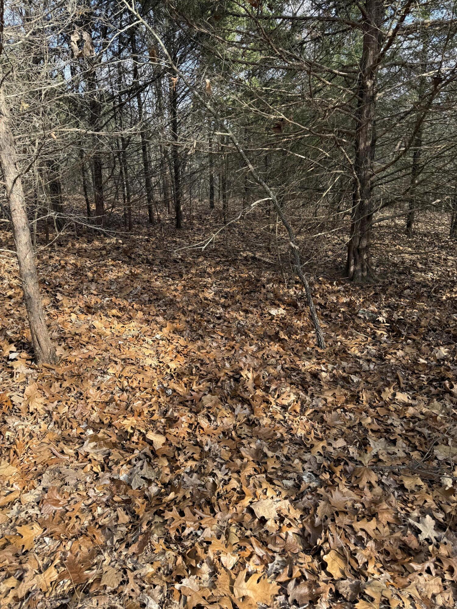 Photo 44 - Land for sale – 000  Varvel Rd   Willow Springs, MO