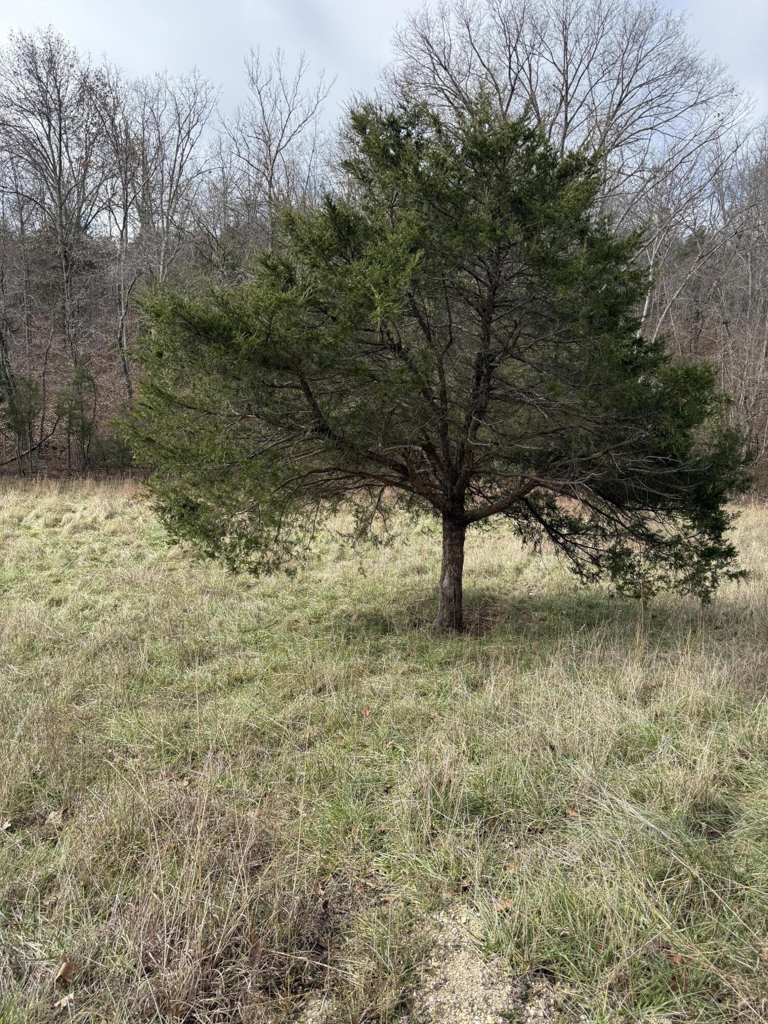 Photo 6 - Land for sale – 000  Varvel Rd   Willow Springs, MO