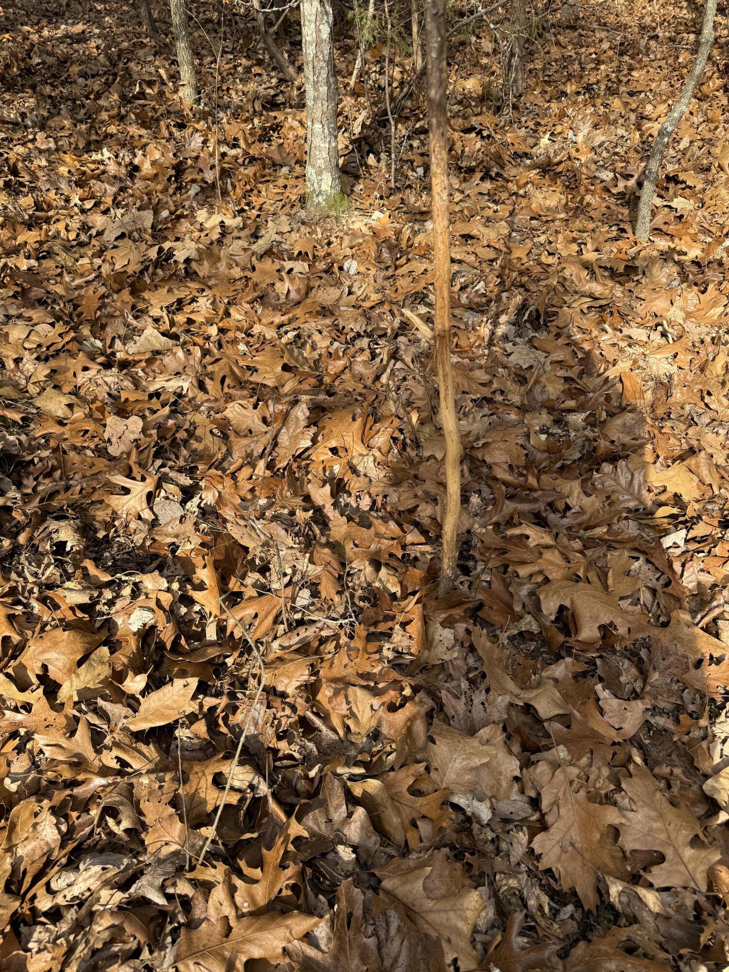 Photo 54 - Land for sale – 000  Varvel Rd   Willow Springs, MO
