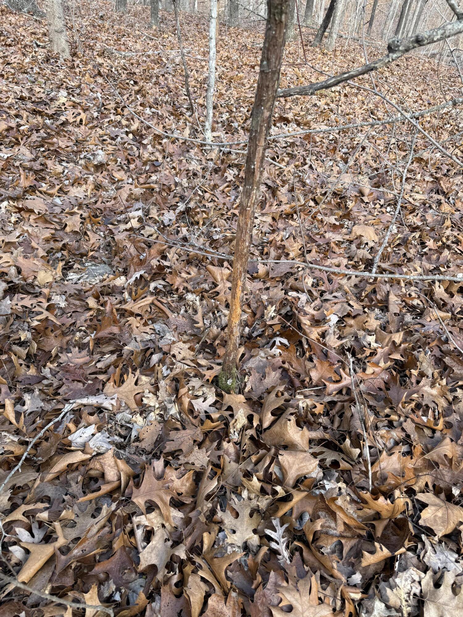 Photo 19 - Land for sale – 000  Varvel Rd   Willow Springs, MO
