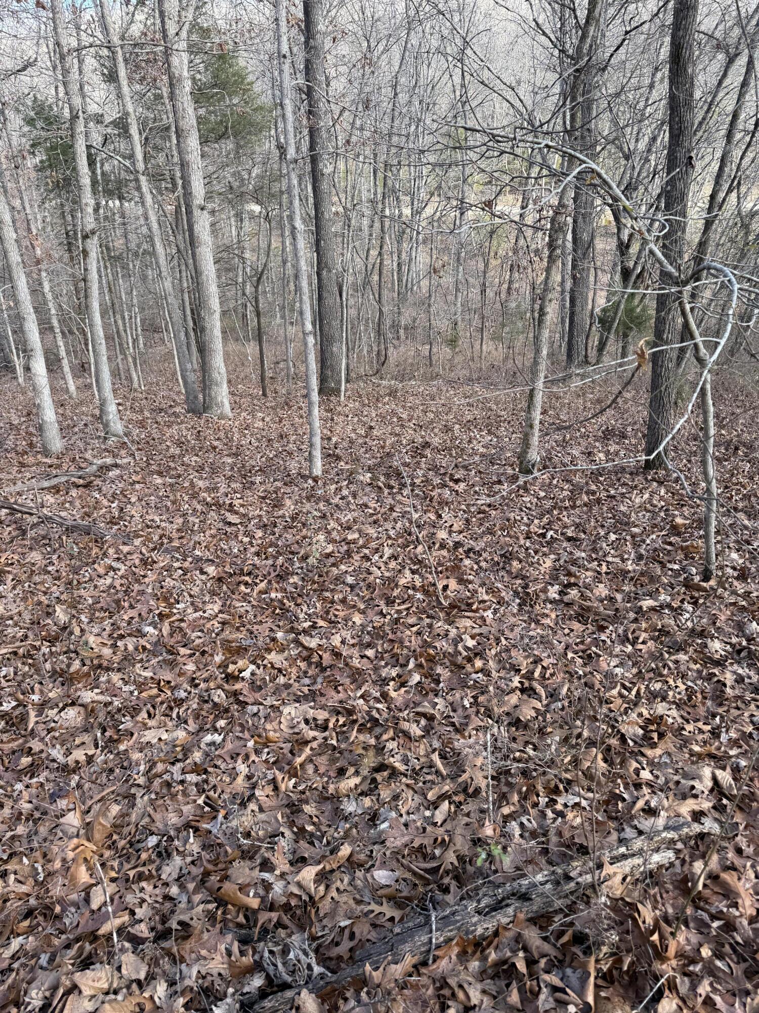 Photo 20 - Land for sale – 000  Varvel Rd   Willow Springs, MO