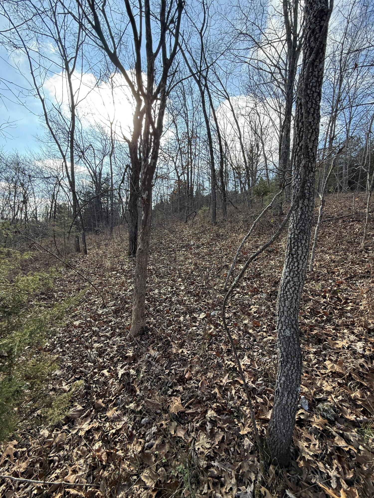 Photo 39 - Land for sale – 000  Varvel Rd   Willow Springs, MO