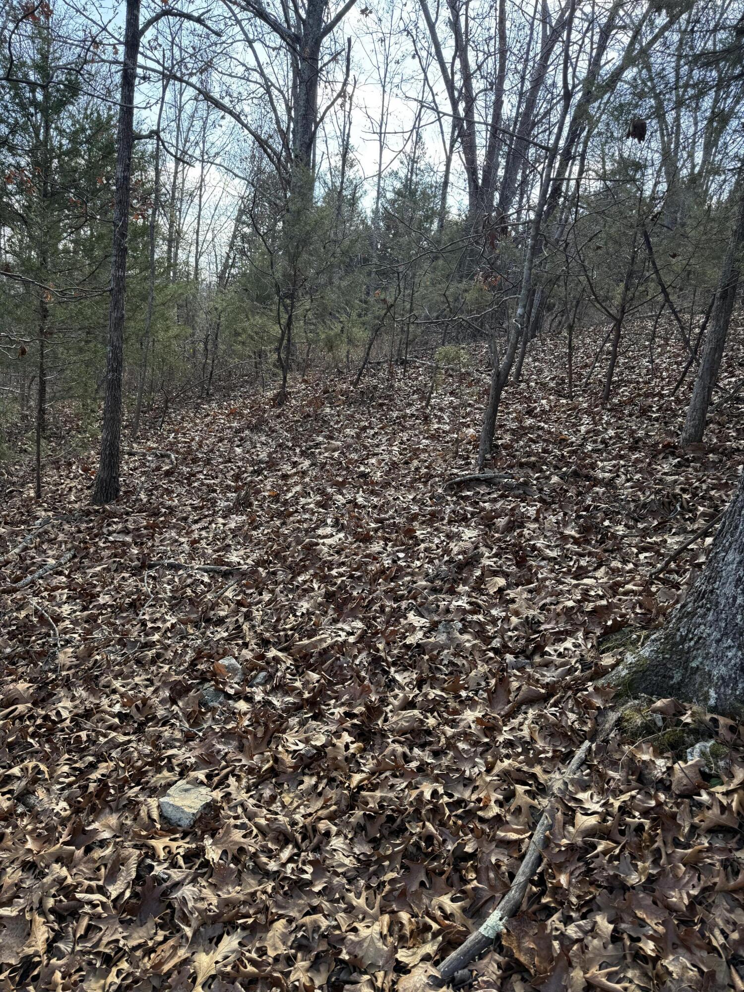 Photo 51 - Land for sale – 000  Varvel Rd   Willow Springs, MO