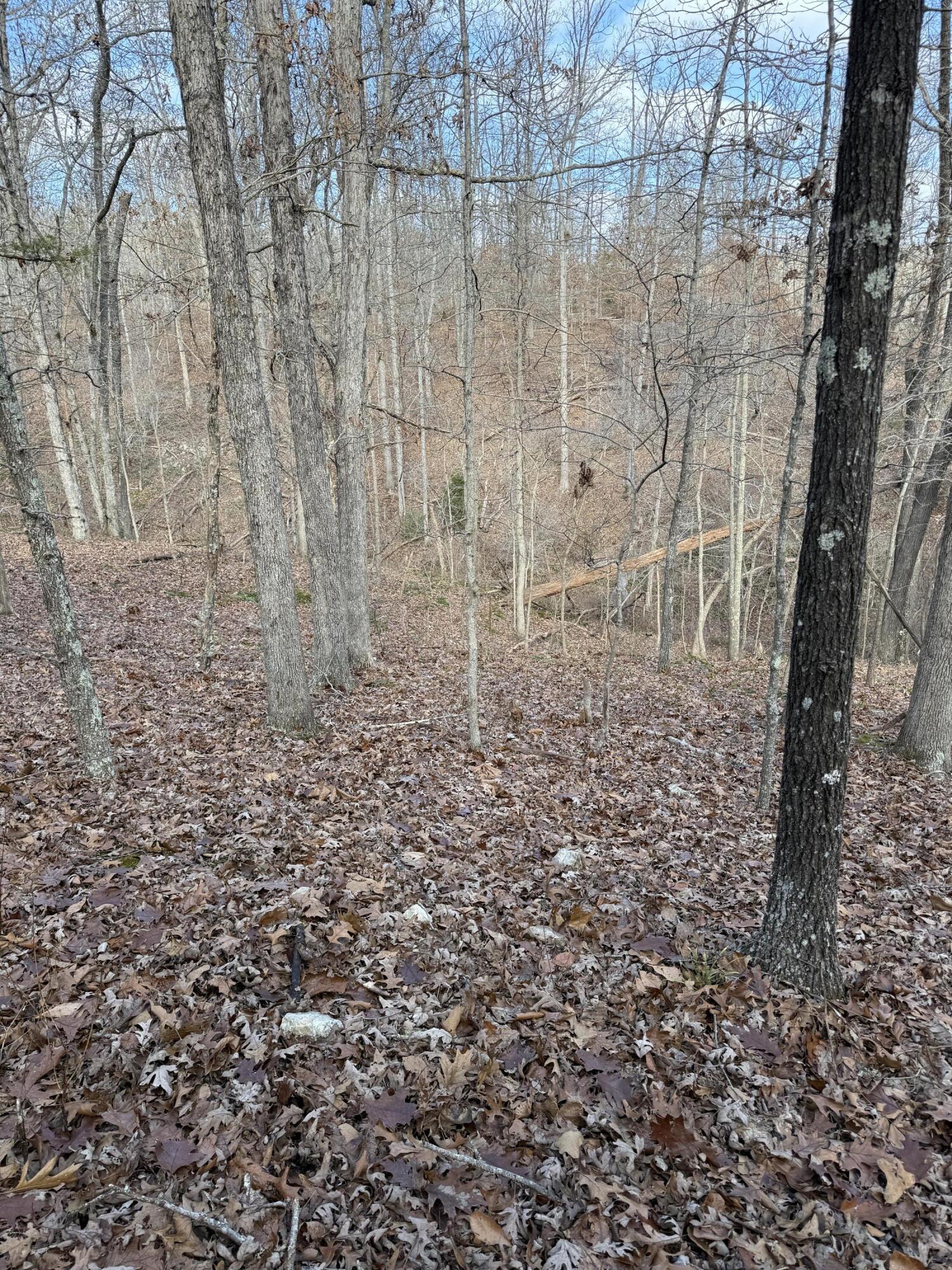 Photo 59 - Land for sale – 000  Varvel Rd   Willow Springs, MO