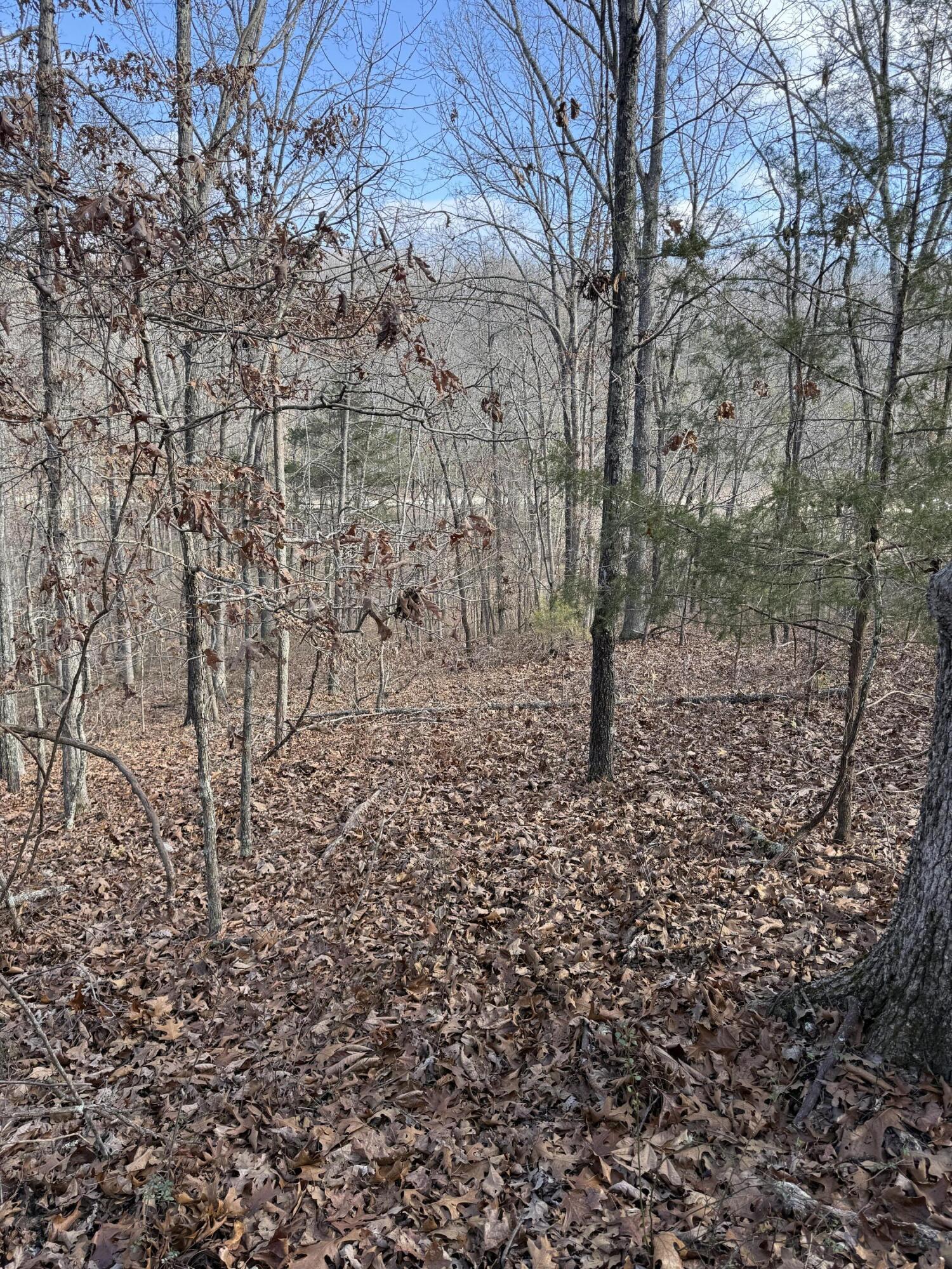 Photo 45 - Land for sale – 000  Varvel Rd   Willow Springs, MO
