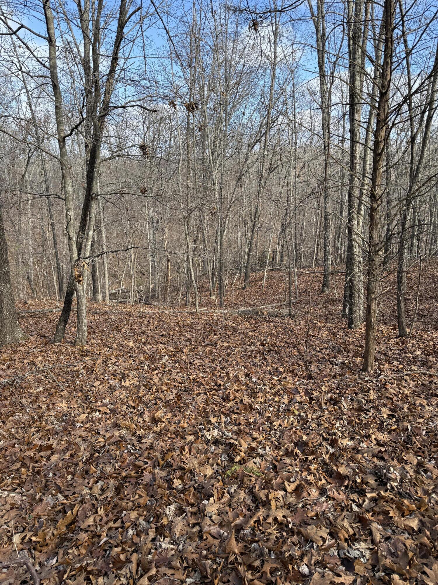Photo 34 - Land for sale – 000  Varvel Rd   Willow Springs, MO